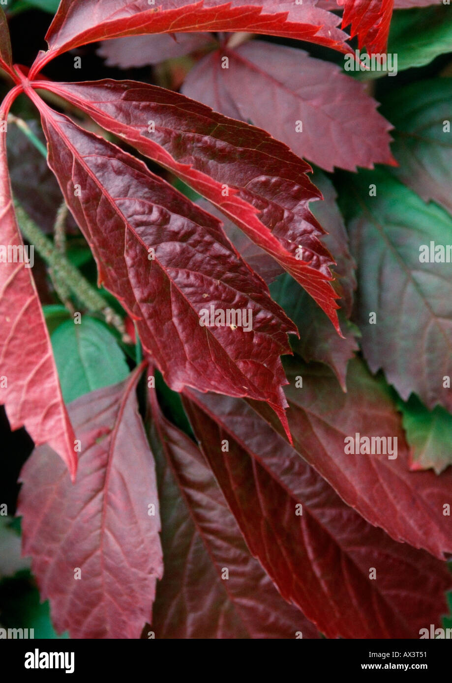 Red and green Virginia creeper leaves Stock Photo Alamy