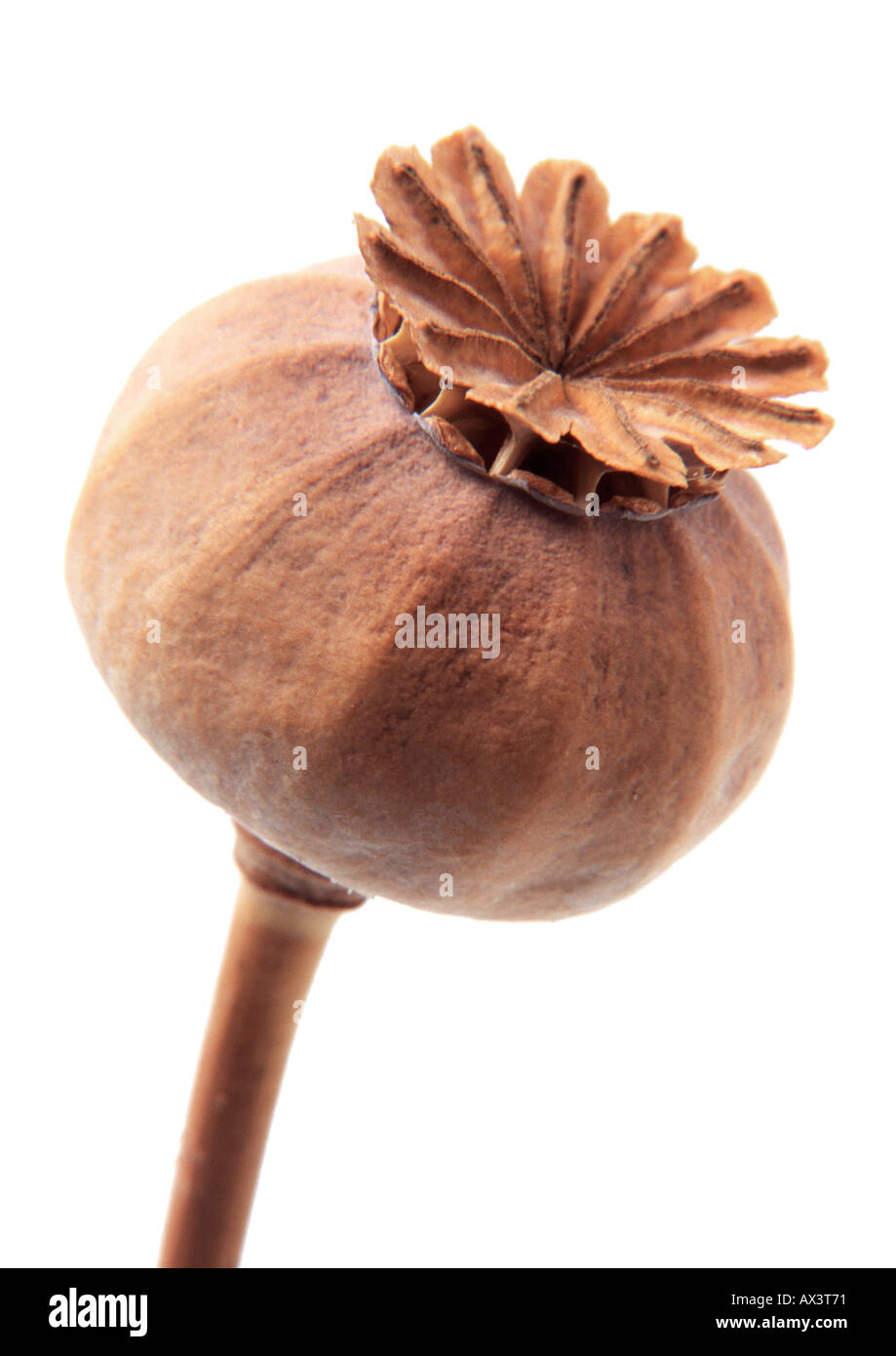 Dried poppy seed head on white background Stock Photo Alamy