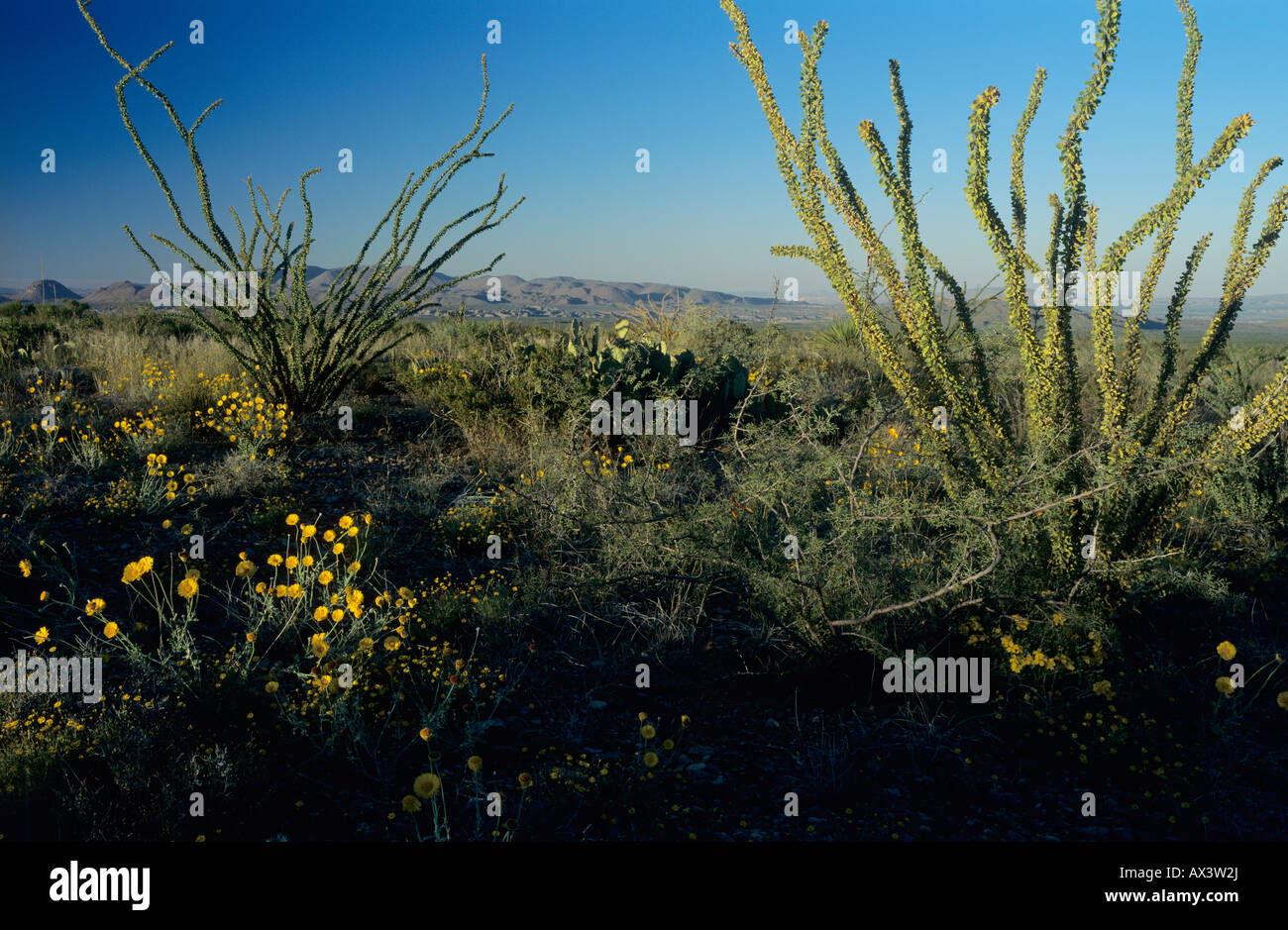 Ocotillo and Desert Marigold Chihuahuan desert Big Bend National Park
