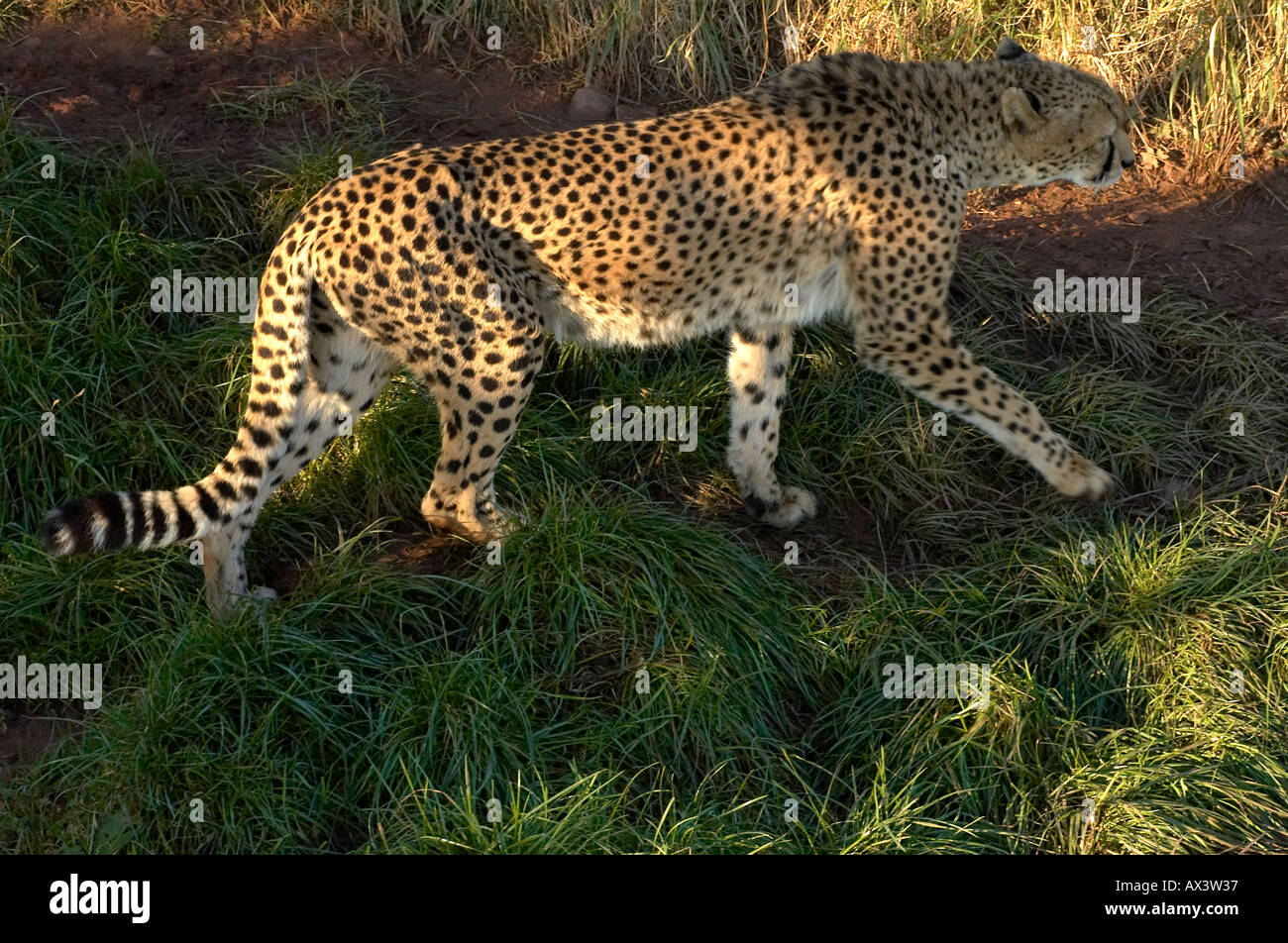 A big cat cheetah stalking prey through the undergrowth The fastest land mammal on earth Stock Photo