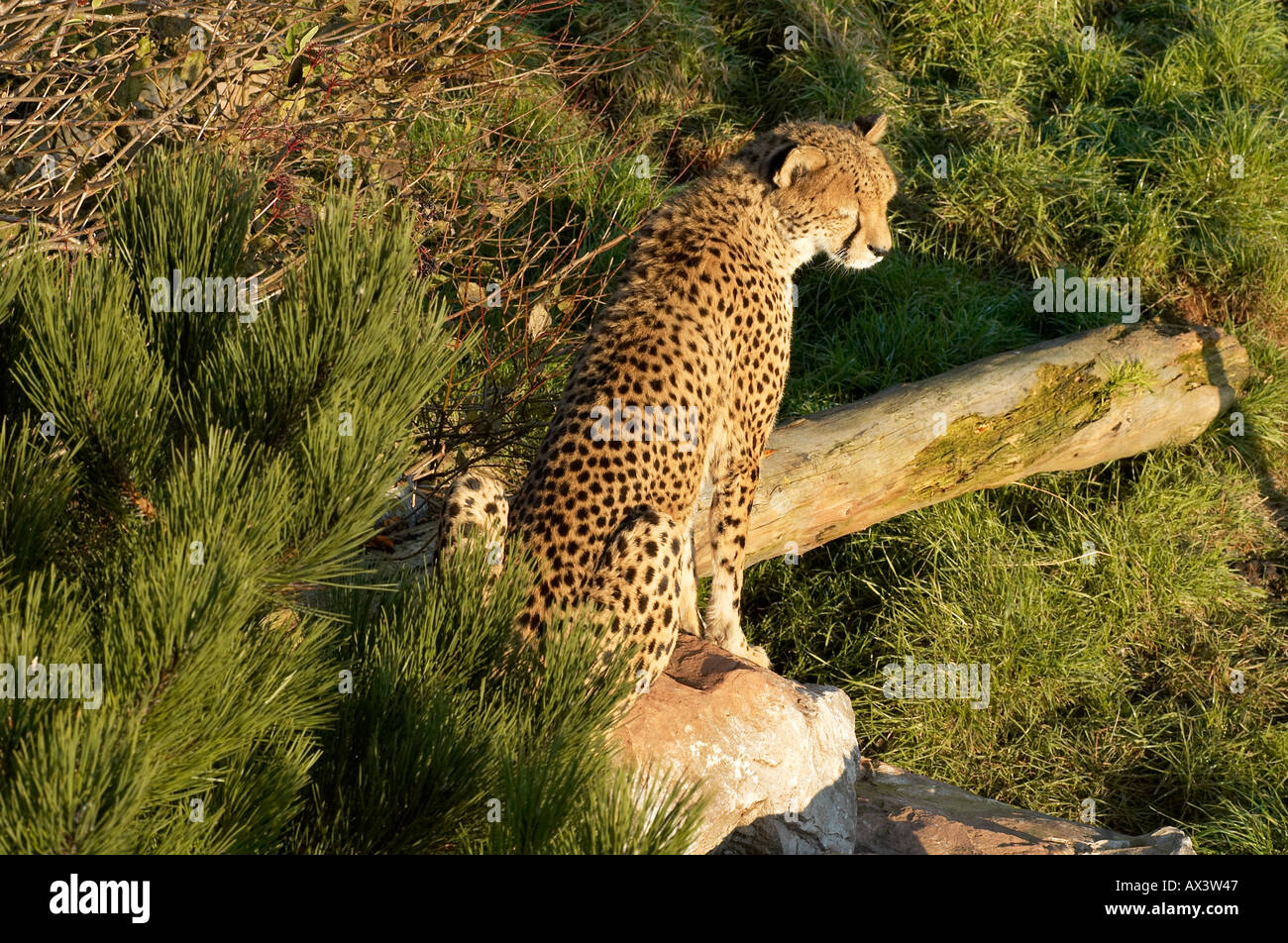 A big cat cheetah sitting and alert in the undergrowth The fastest land mammal on earth Stock Photo