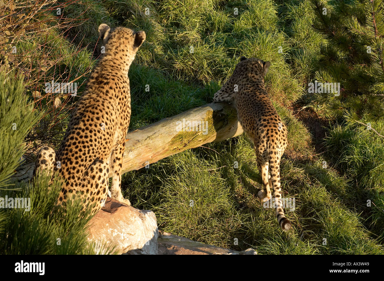 Two big cat cheetahs together and alert in the undergrowth The fastest land mammal on earth Stock Photo