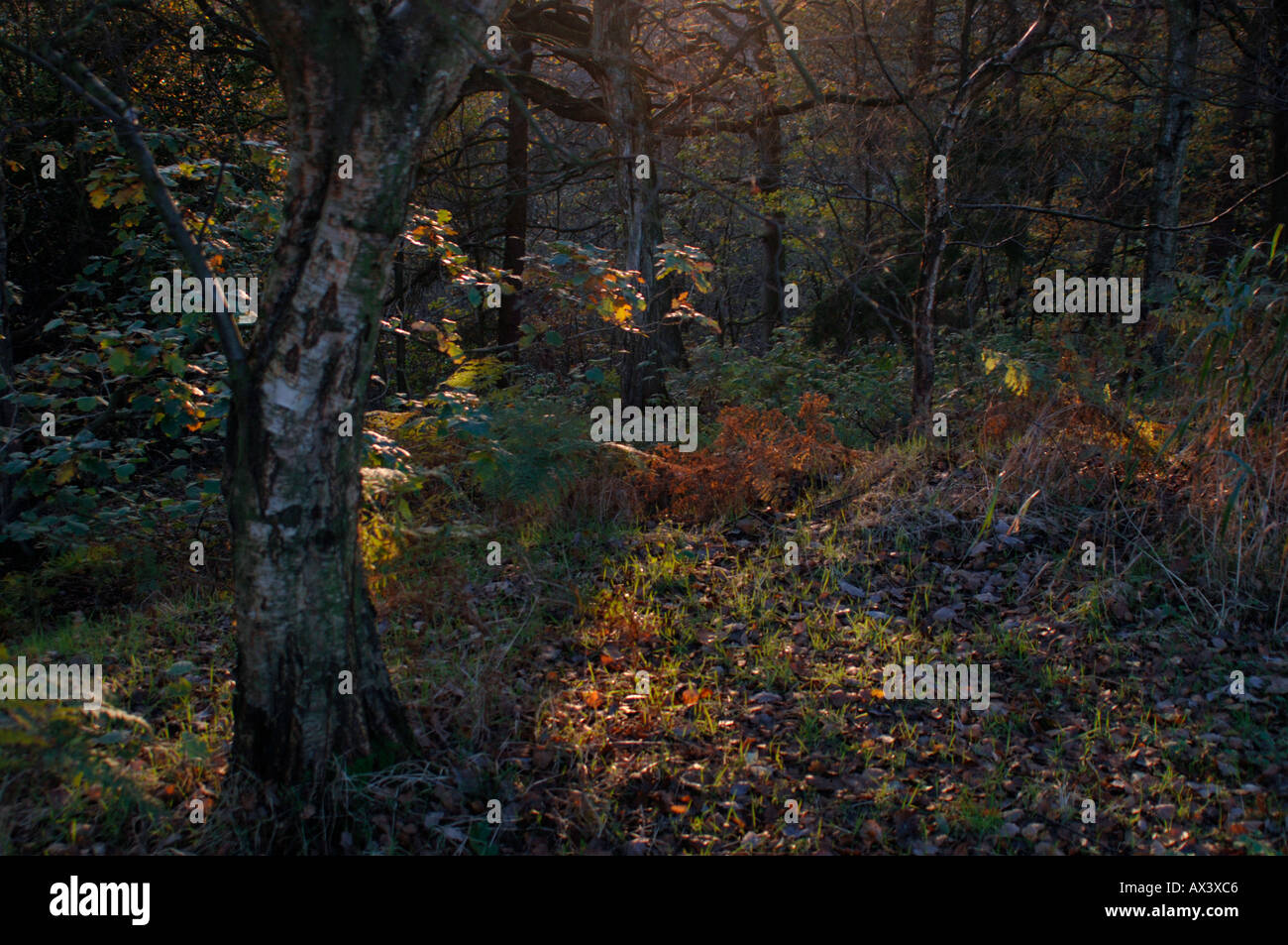 Woodland back ground hi-res stock photography and images - Alamy