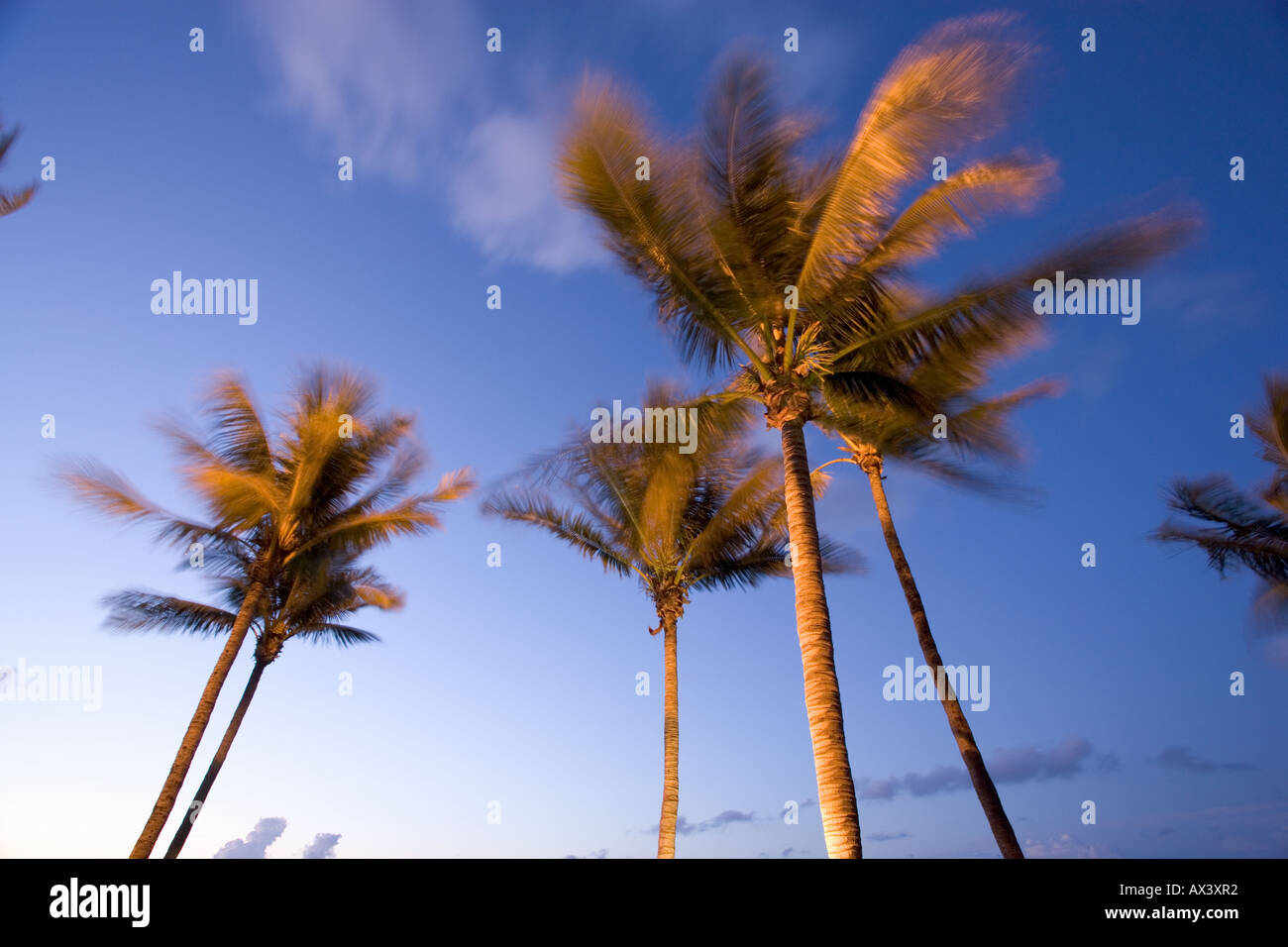 Coconut palm trees in motion in early morning on the island of Key West, Florida, USA Stock Photo