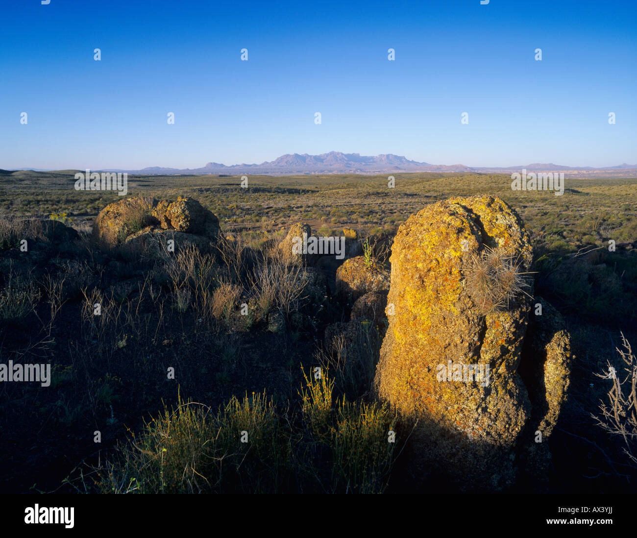 Rock with cactus Dagger flats Big Bend National Park Texas USA Stock ...