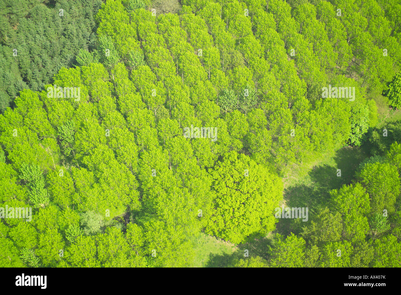 Aerial view of woodlands consisting of Coniferous Trees Stock Photo