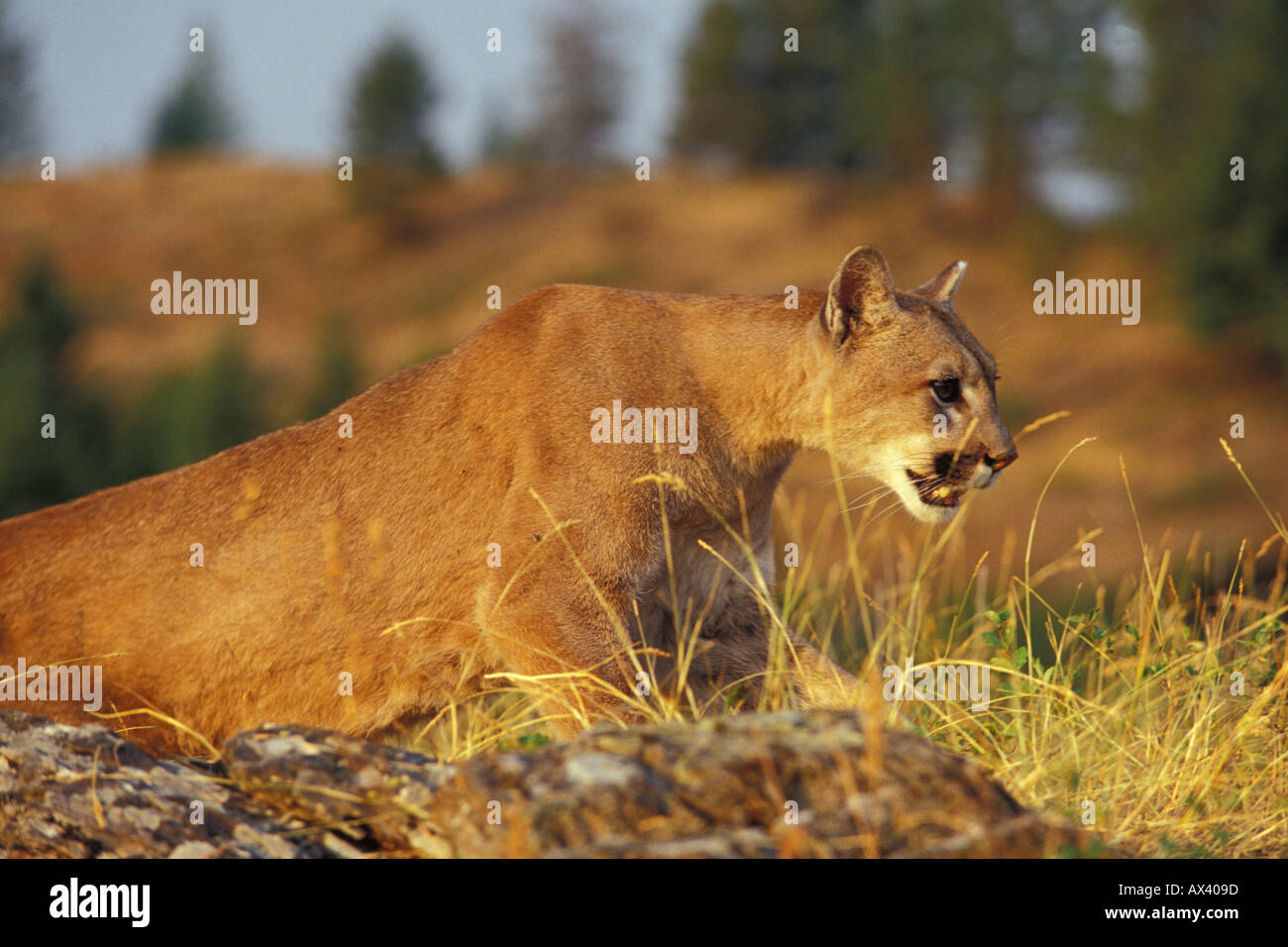 Mountain Lion Puma concolor Also known as Cougar Puma Panther and ...