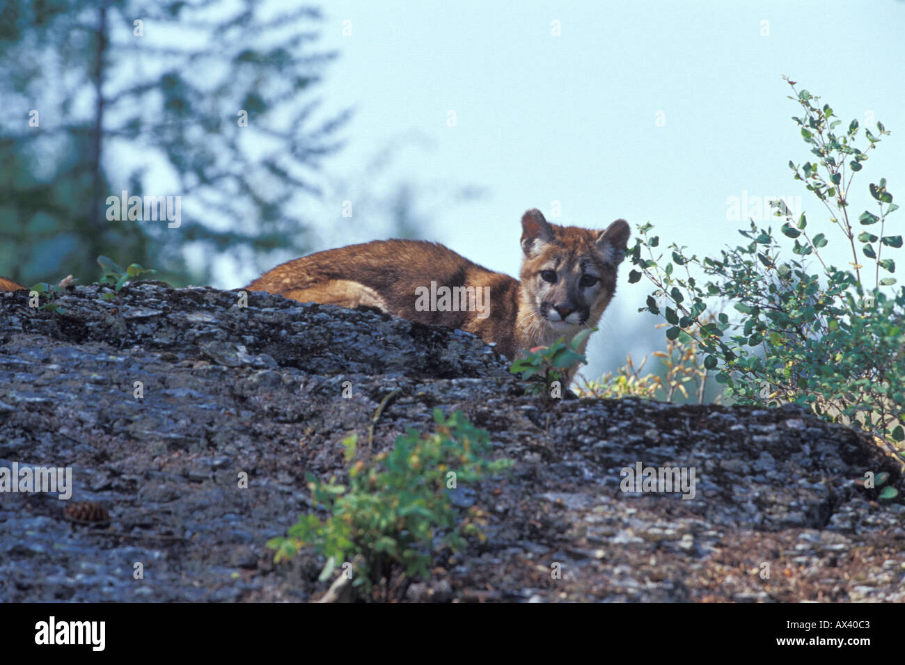 7 month old Mountain Lion kitten Puma concolor Stock Photo - Alamy