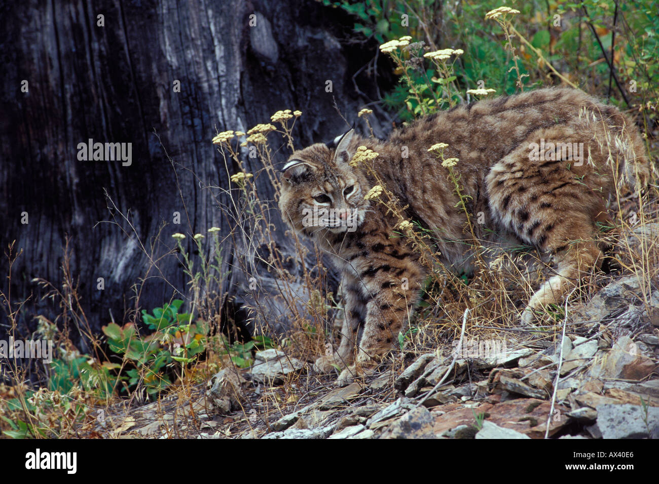 Bobcat Lynx rufus Stock Photo - Alamy