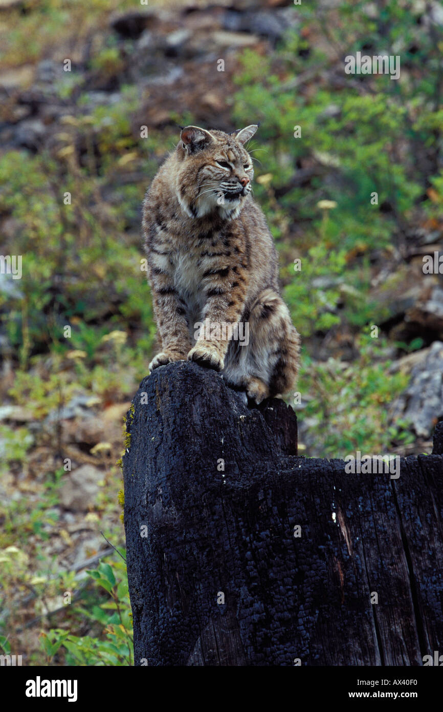 Lynus Rufus Bobcat Lynx rufus Stock Photo - Alamy