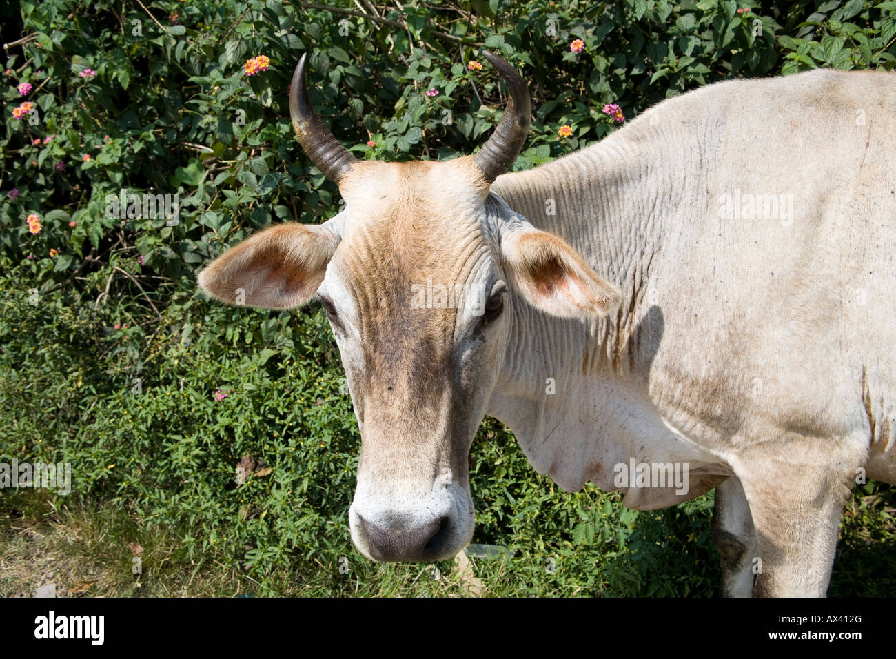 Ox animal hi-res stock photography and images - Alamy