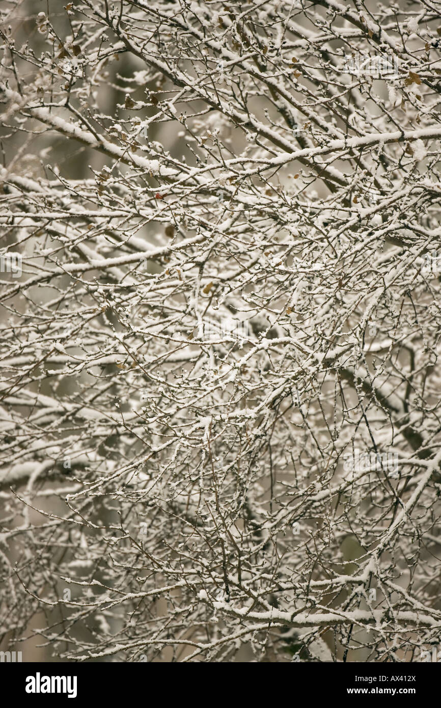Tree Branches Frosted with Snow - Upstate New York Stock Photo