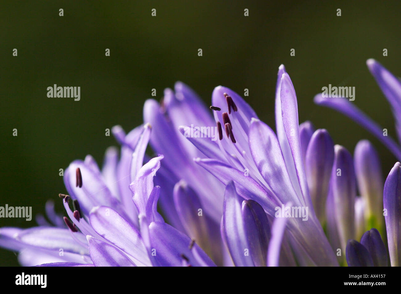flower of Lily Agapanthus Stock Photo