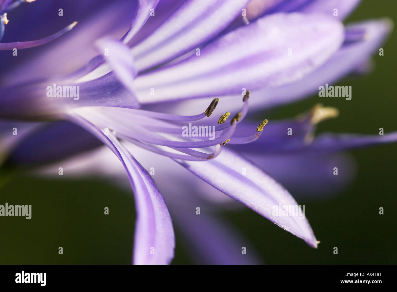 flower of Lily Agapanthus blue Stock Photo
