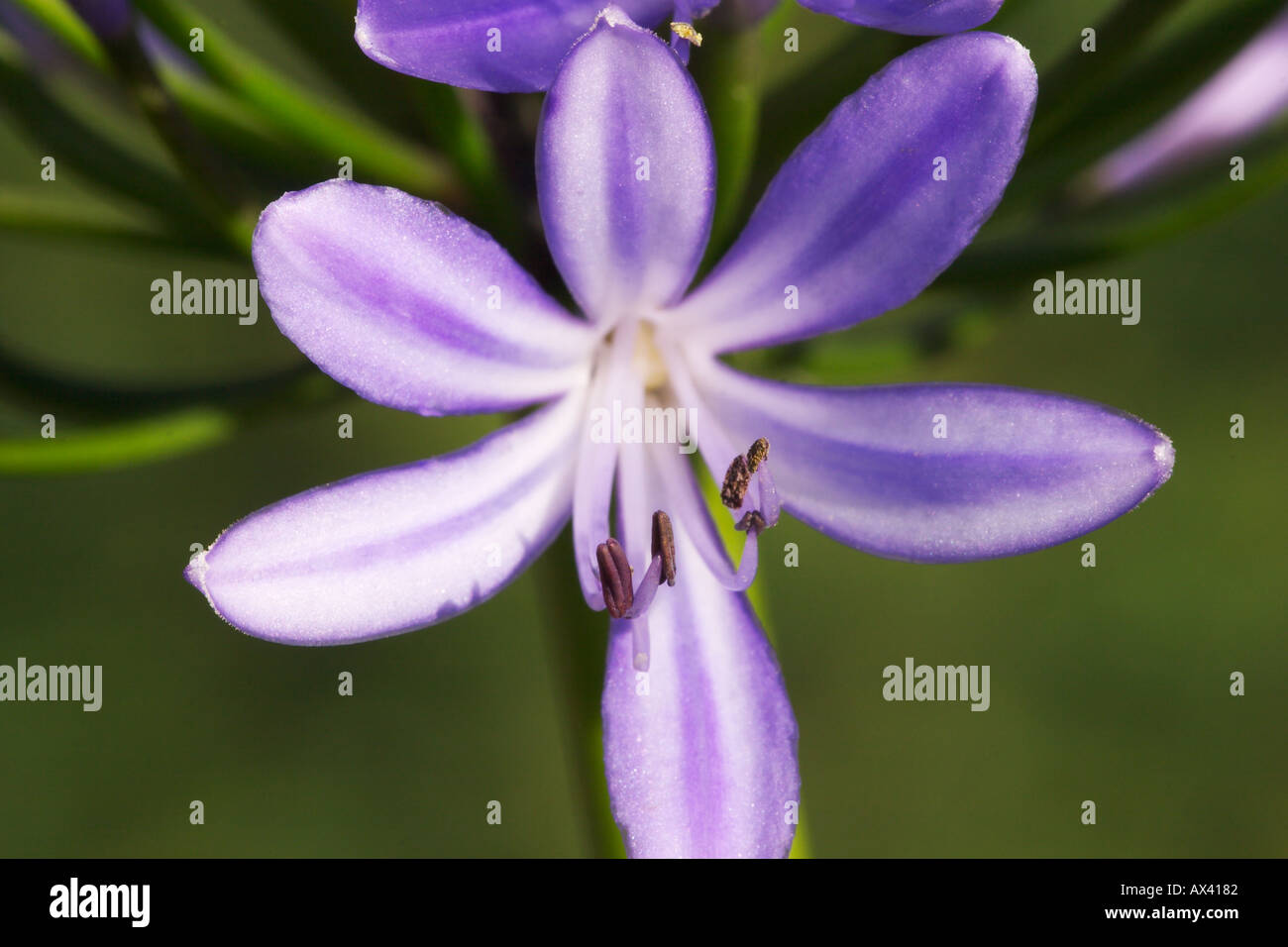 flower of Lily Agapanthus blue Stock Photo
