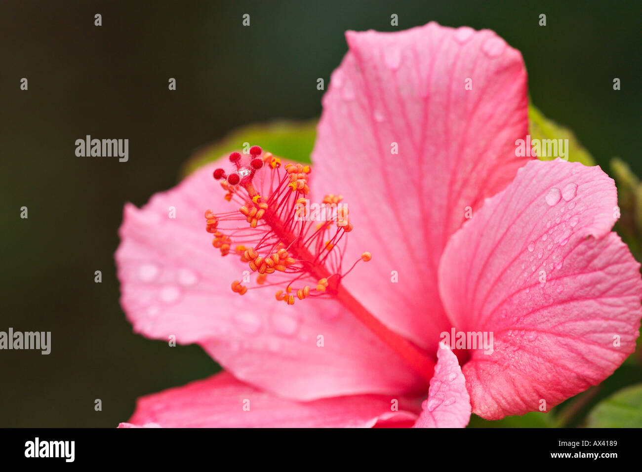 bloom of hibiscus Stock Photo Alamy