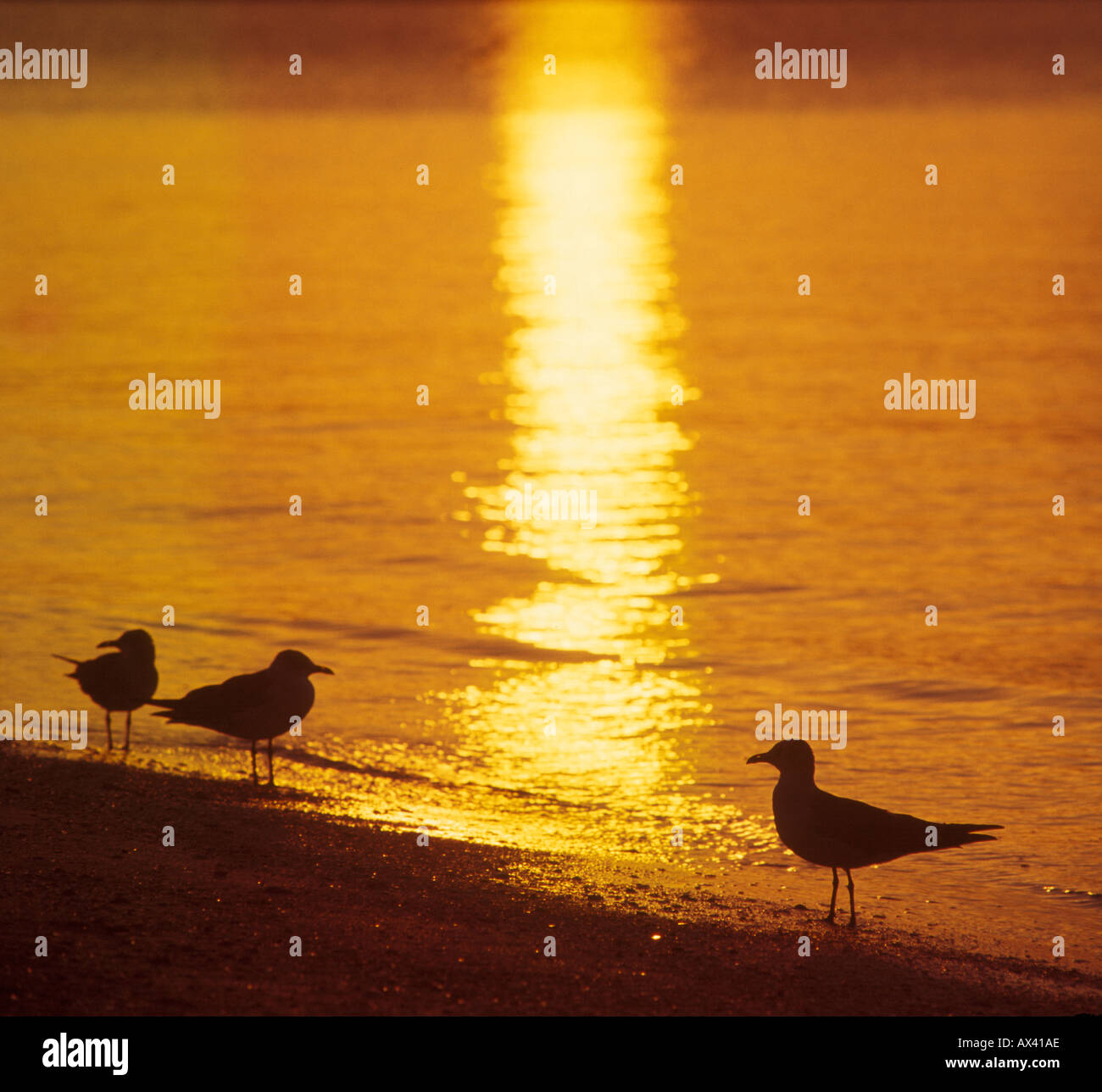 seagulls on shoreline at sunset Stock Photo