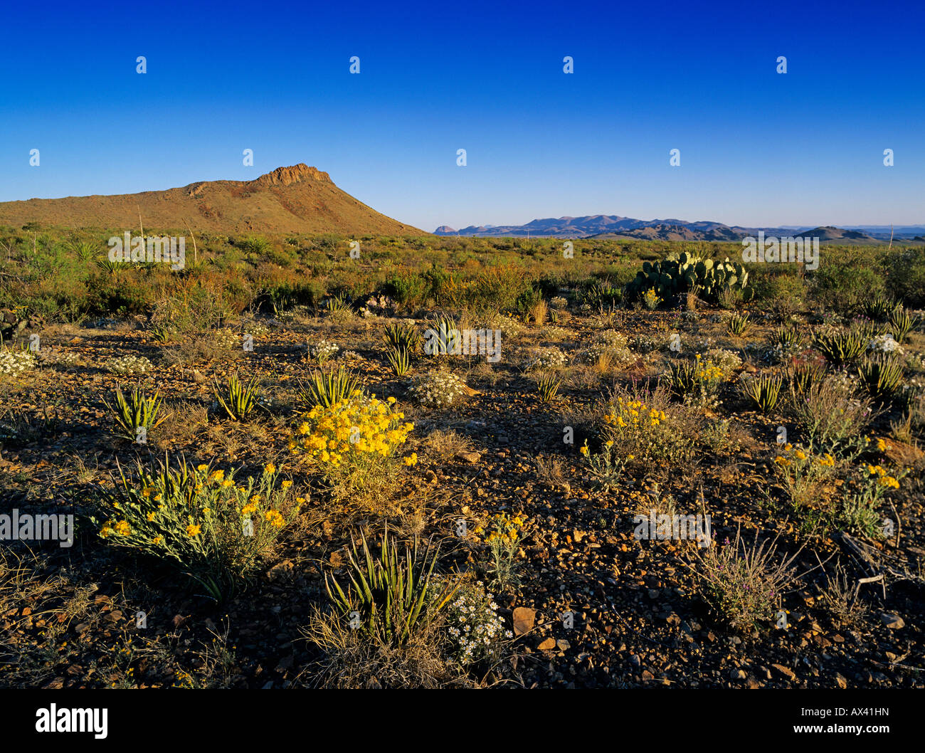 Desert in bloom with Paper Flower Plains Black foot Big Bend National Park Texas USA Stock Photo