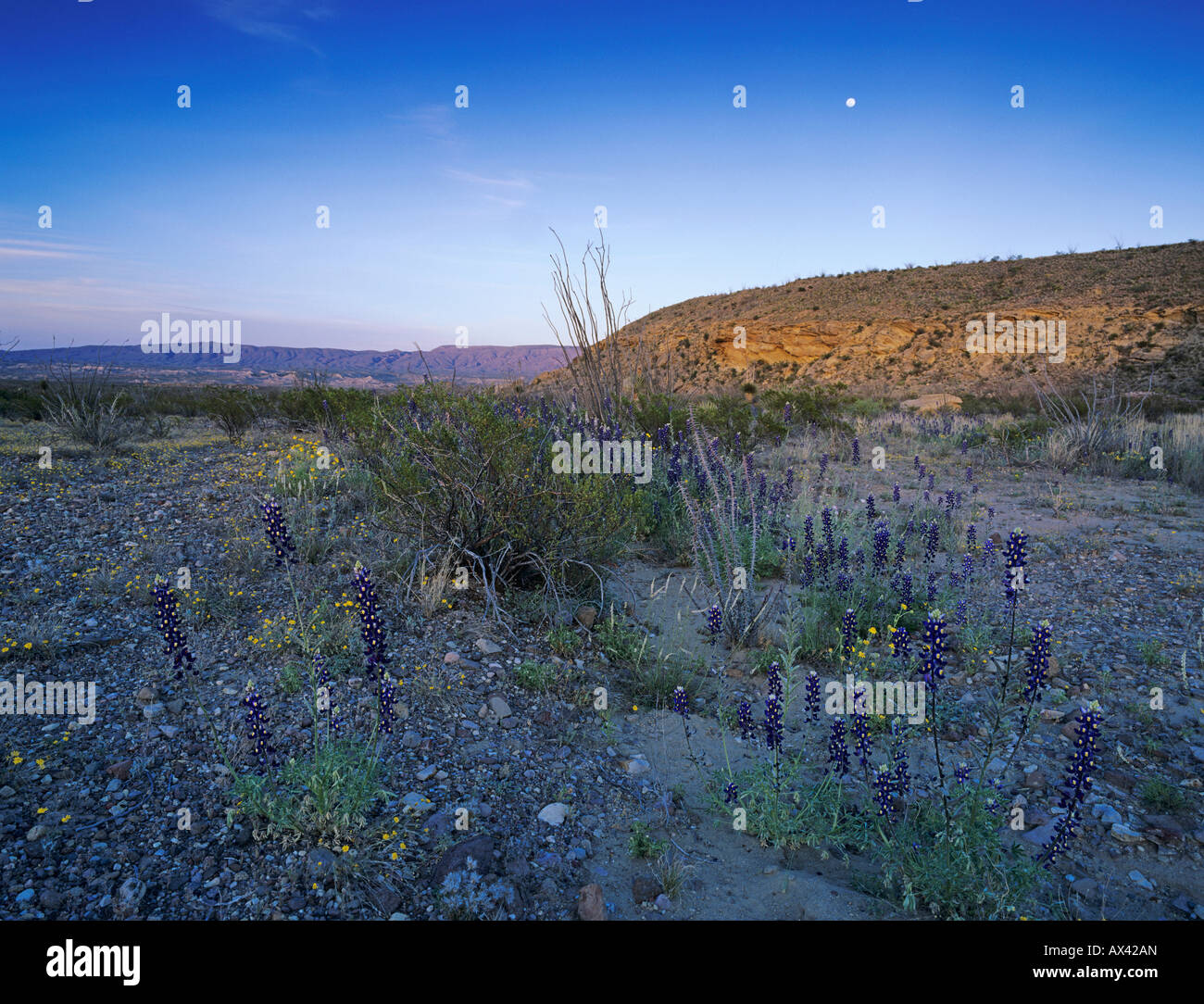 Nevada's Big Bend: Where the Desert Blooms