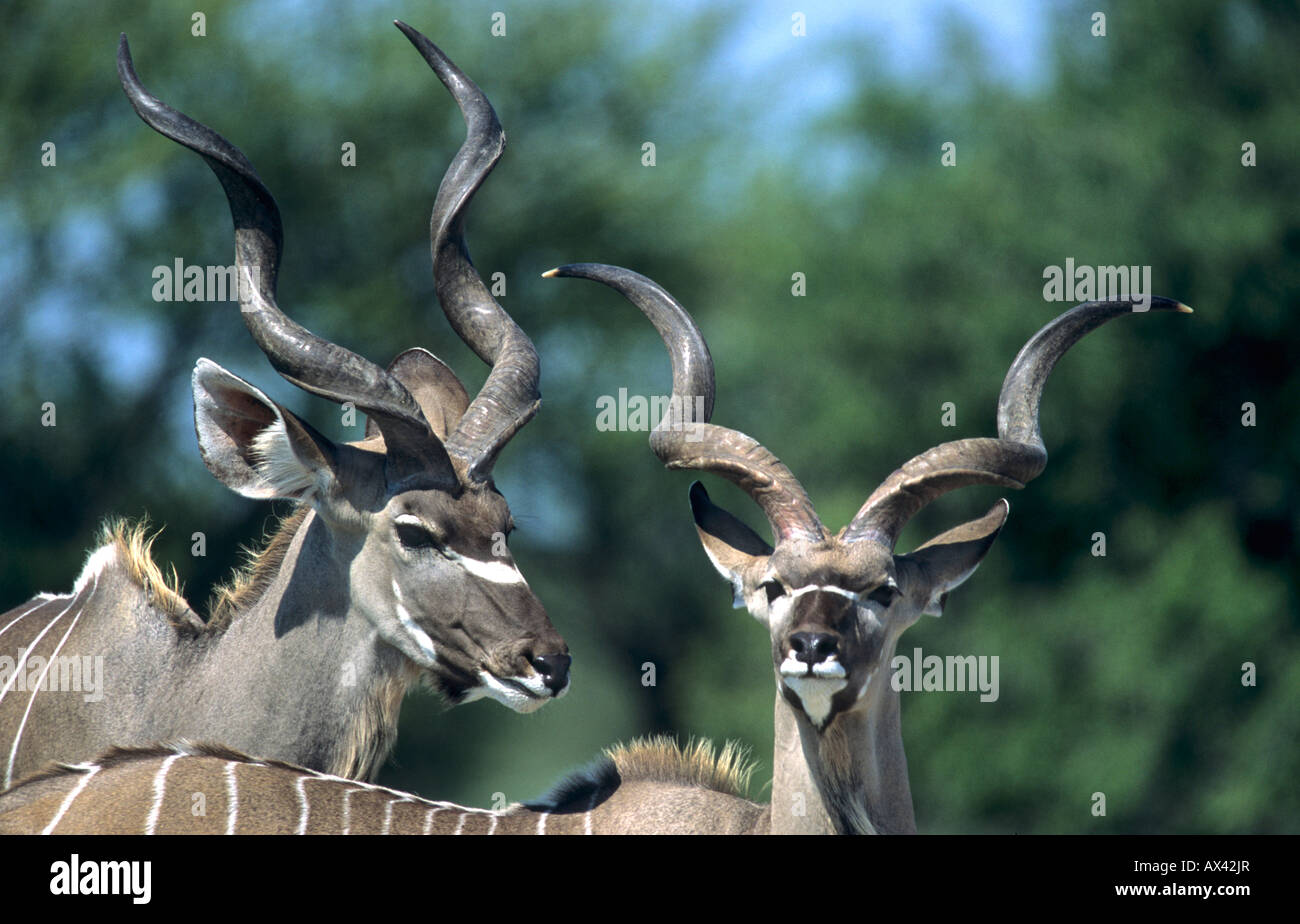 Greater Kudu Tragelaphus strepsiceros Young males Central Kalahari Game Reserve Botswana / Botsuana Stock Photo