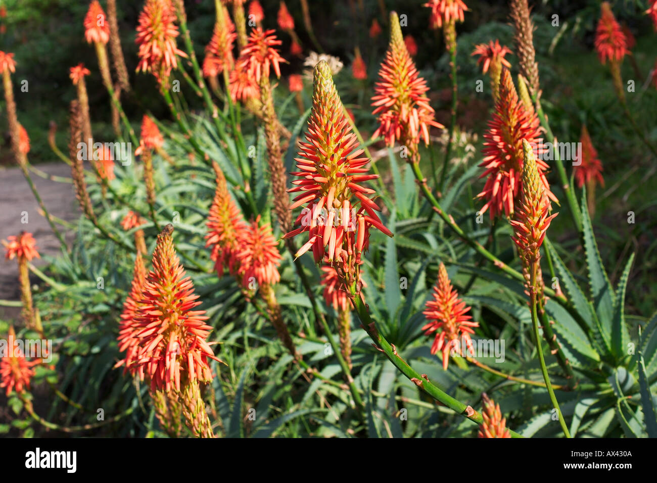 Aloe barbadensis in bloom Aloe vera Stock Photo