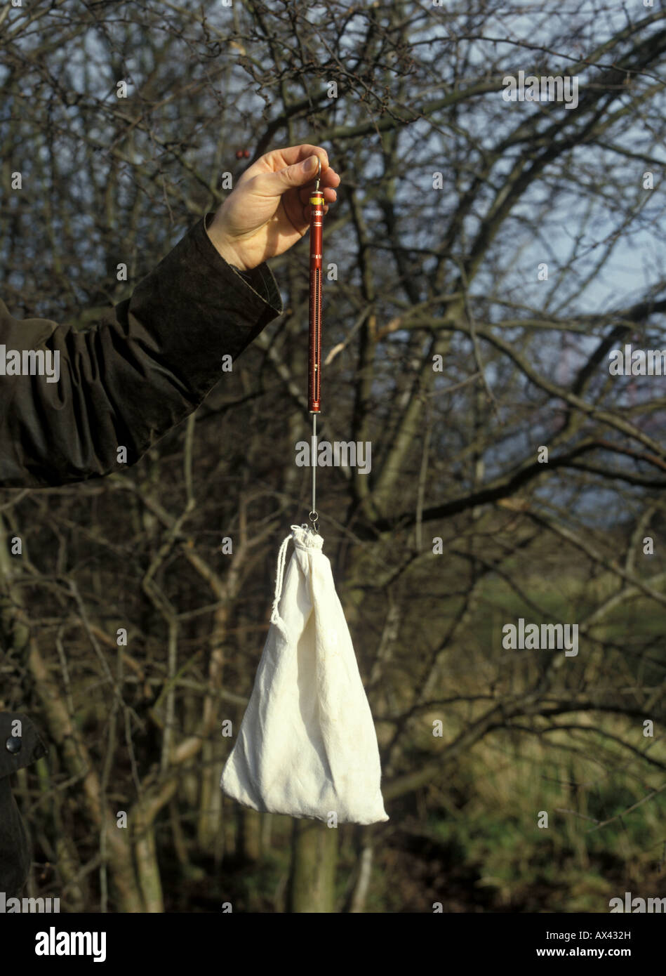 A small bird in a bag is weighed on a spring balance Stock Photo
