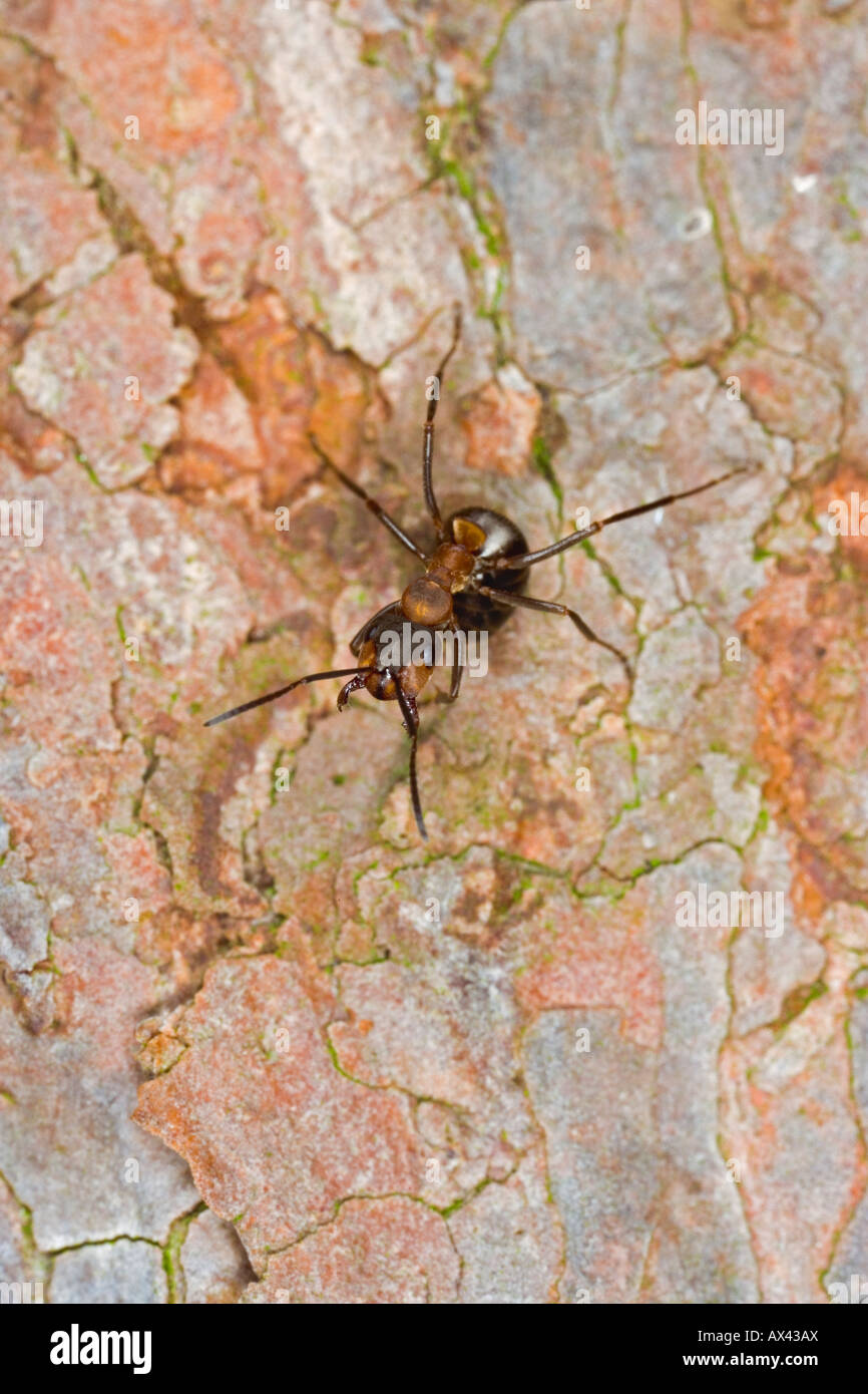 Wood ant Formica rufa defence posture Stock Photo Alamy