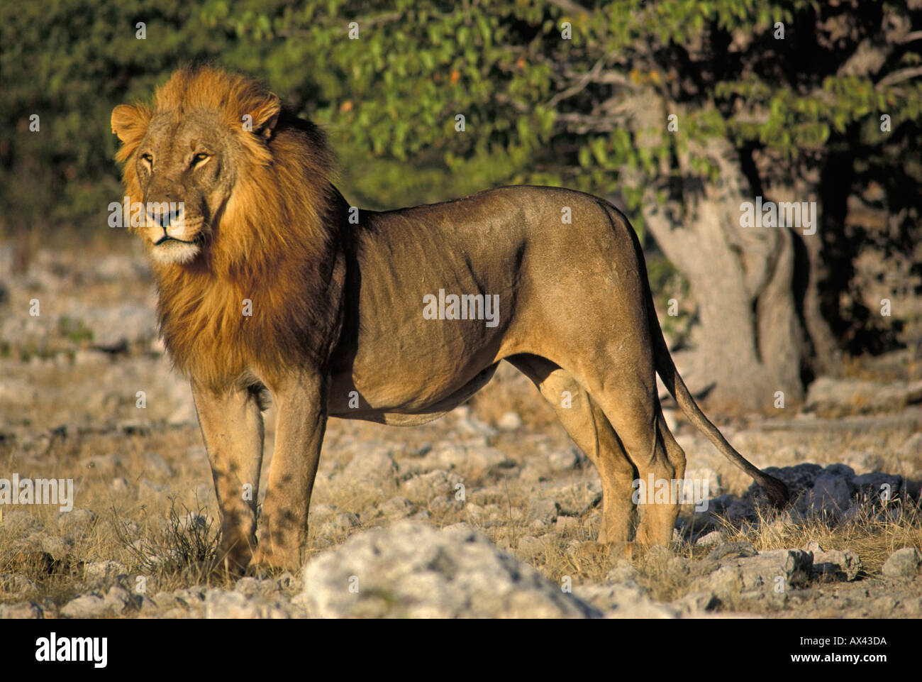 Stehender Löwe Panthera leo Etosha Nationalpark Namibia Standing Lion Panthera leo Etosha National Park Namibia Stock Photo