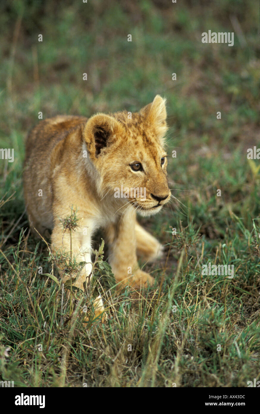 Löwenjunges Panthera leo sitzt im Gras Masai Mara Kenia Lion cub sitting in the gras Masai Mara Kenya Stock Photo
