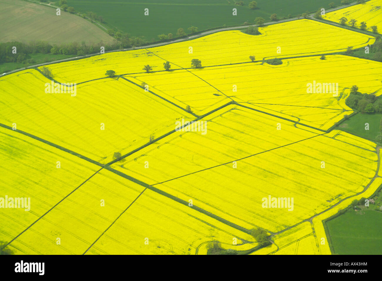 Aerial view of sevaral fields with a crop of oilseed rape growing in them, also known as rape or rapeseed Stock Photo