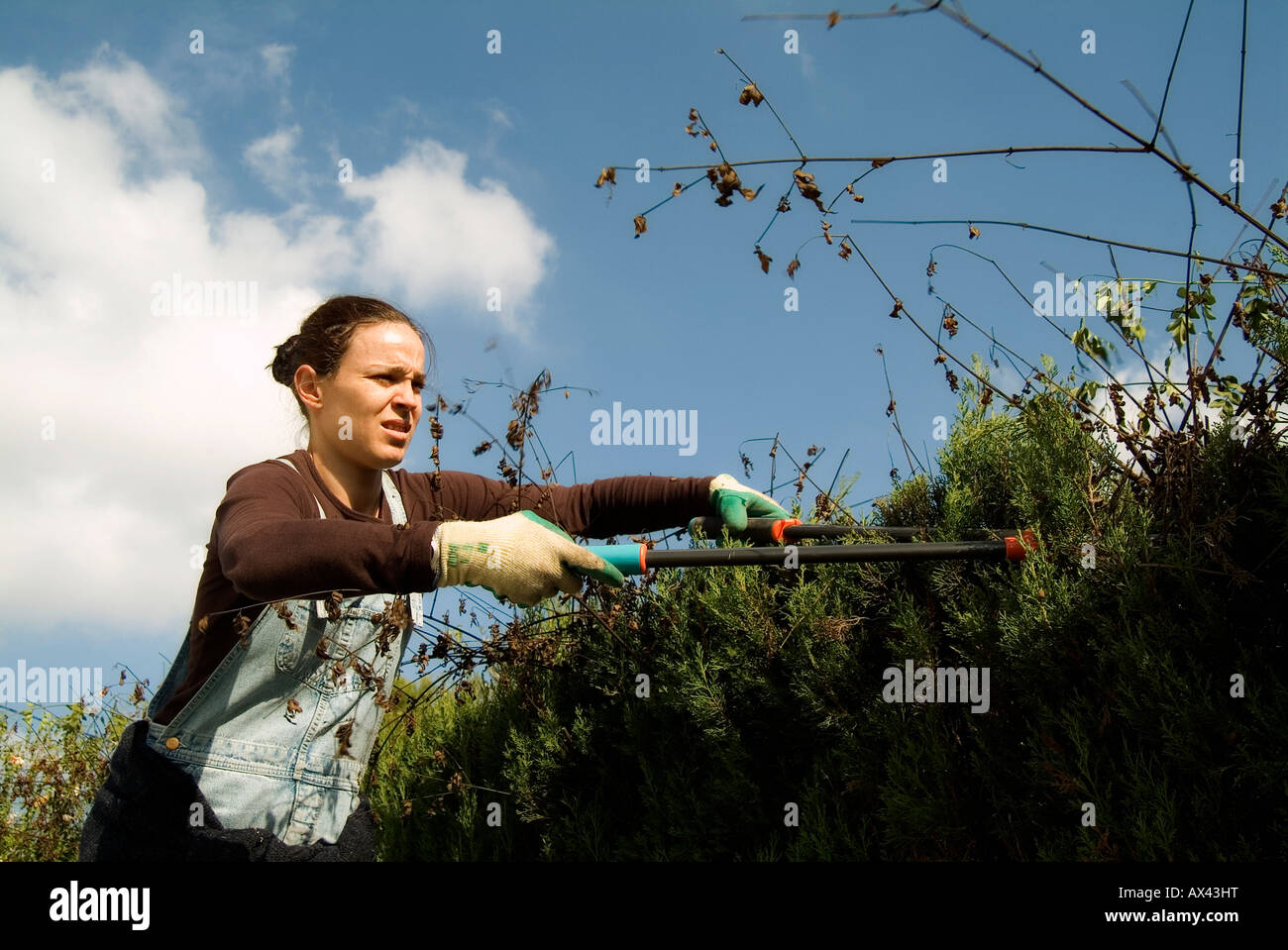 Gardener woman pruning a cypress fence Stock Photo