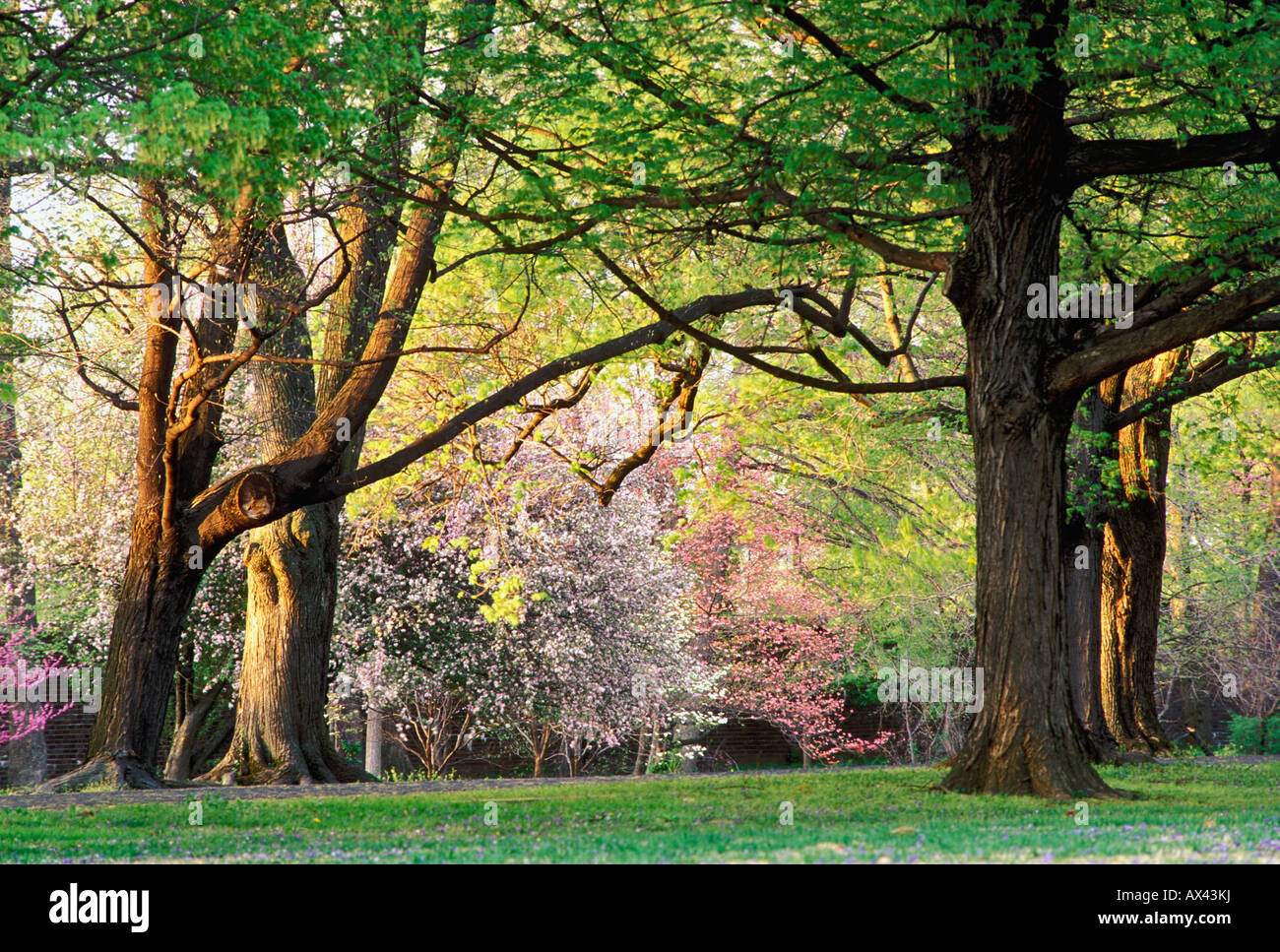 Flowering Trees in Cave Hill Louisville Kentucky Stock Photo Alamy