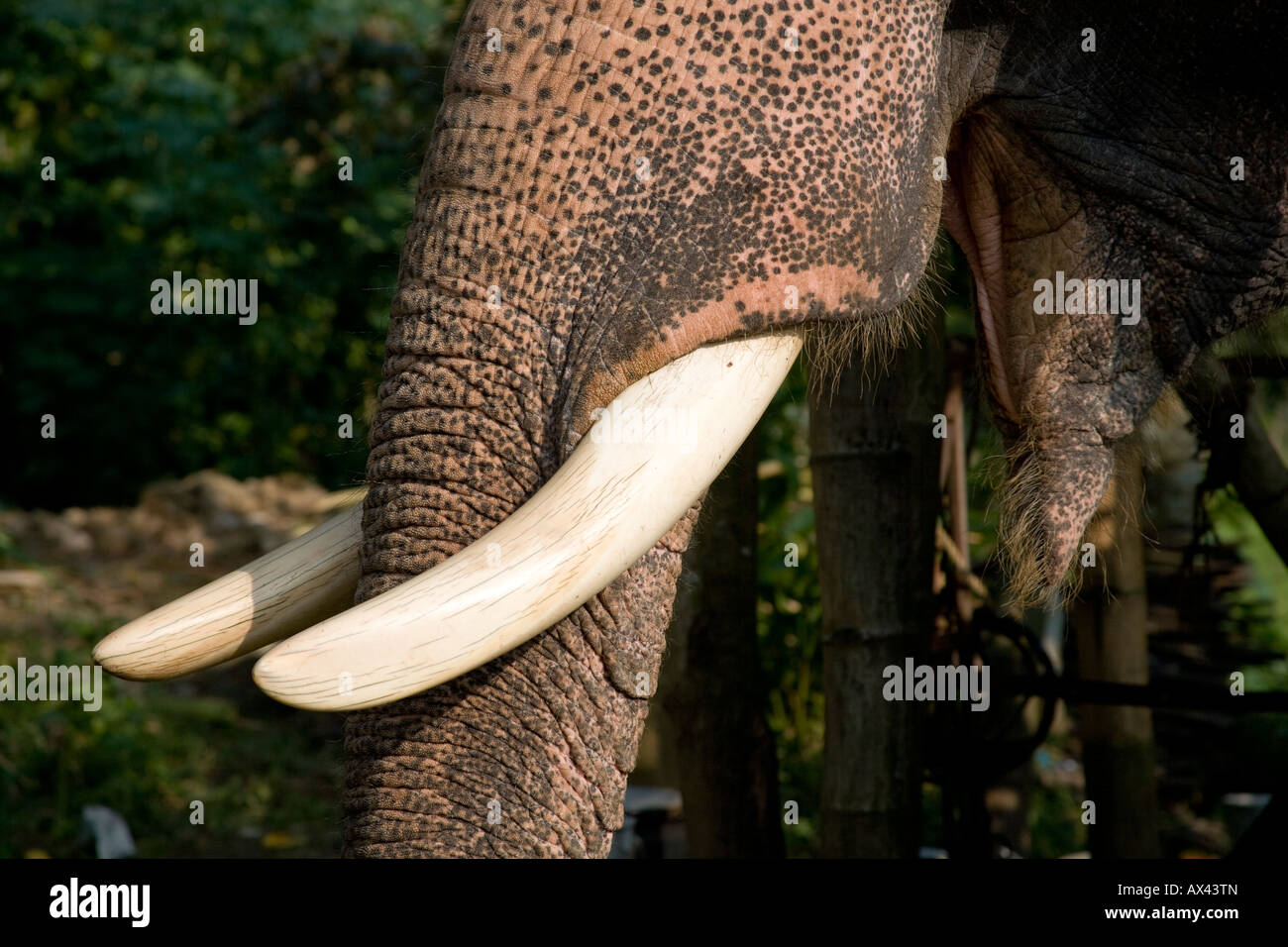 Elephant, Kerala, India Stock Photo