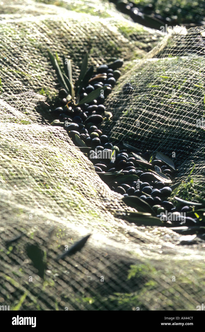 Olive harvest net Alpes-MAritimes 06 cote d'azur French Riviera Paca France Europe Stock Photo