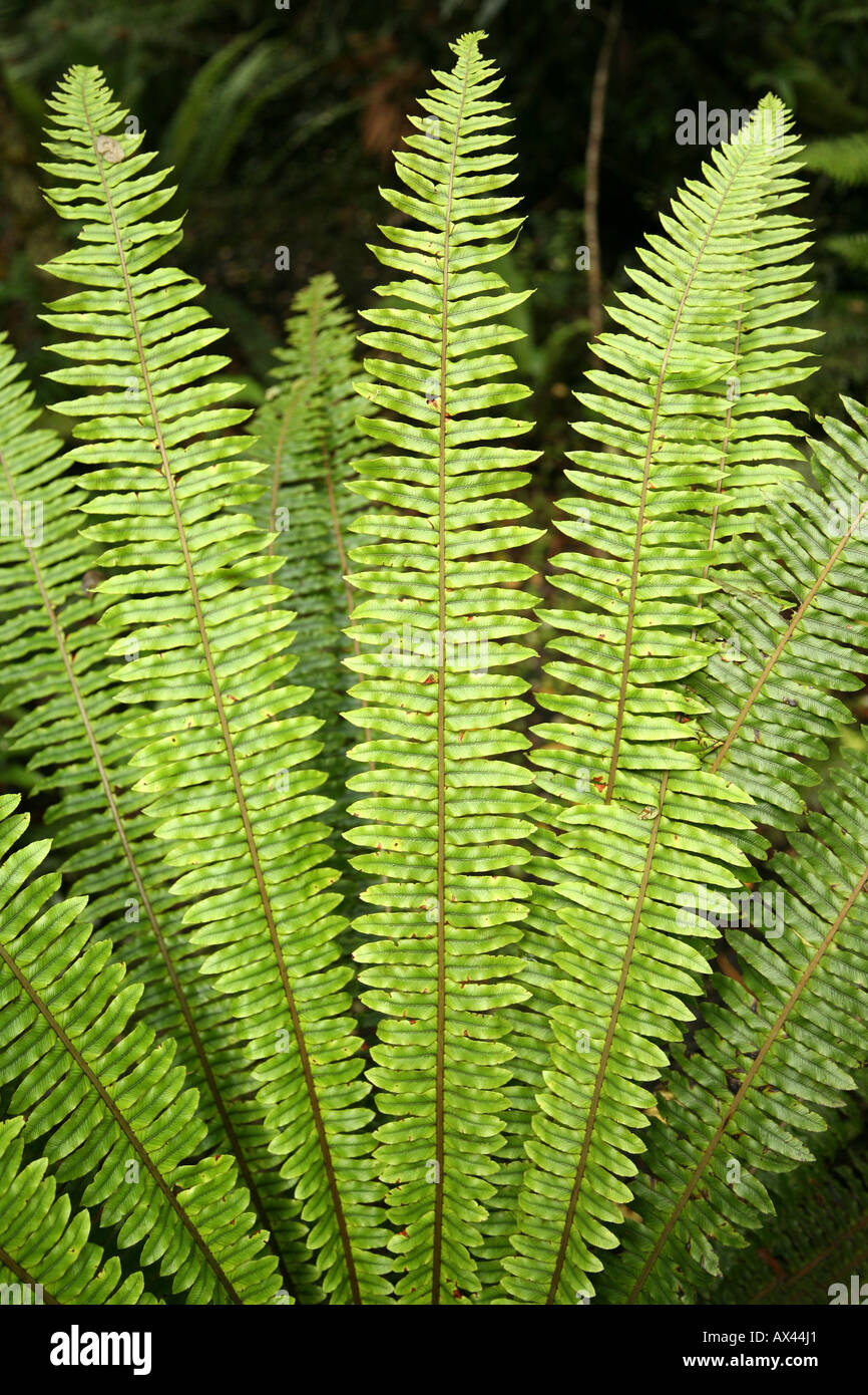 Kiwi ferns hi-res stock photography and images - Alamy