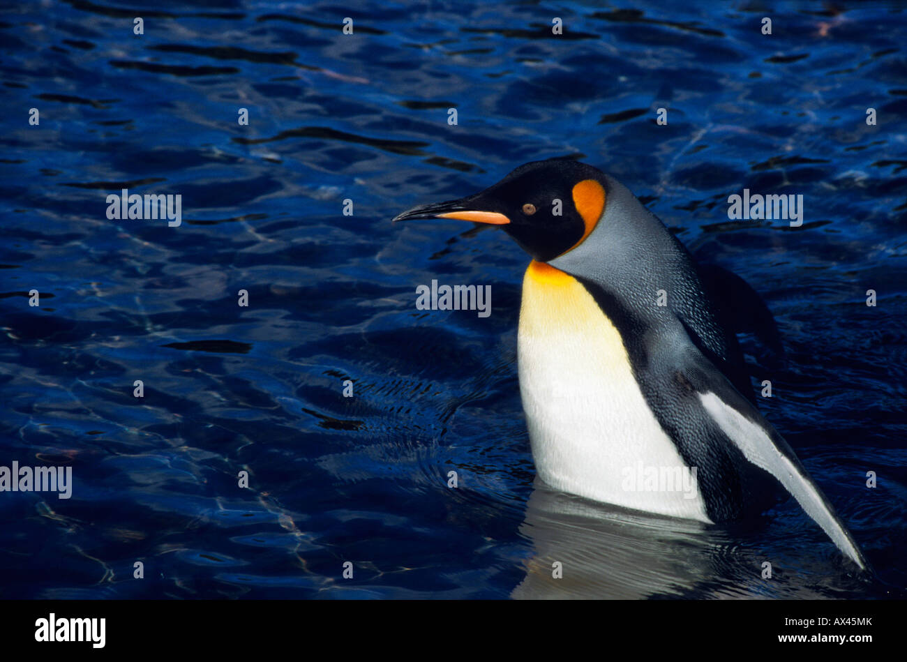 Manchot Royal Koenigspinguine King Penguins Aptenodytes Patagonicus Terres Australes Et Antarctiques Fran Aises Adult Animal Ant Stock Photo Alamy