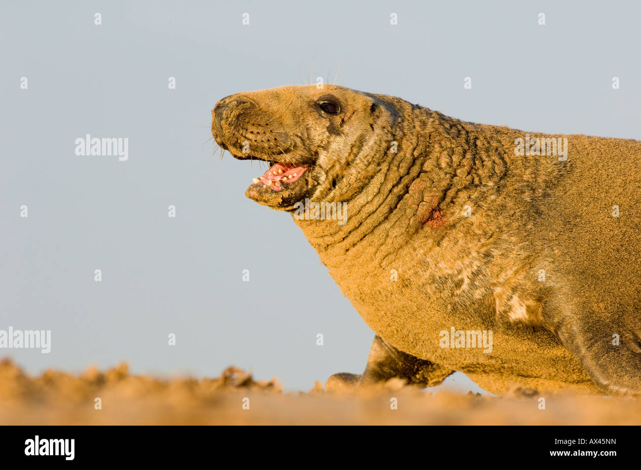 Grey seal male being aggressive in the breeding season, England Stock