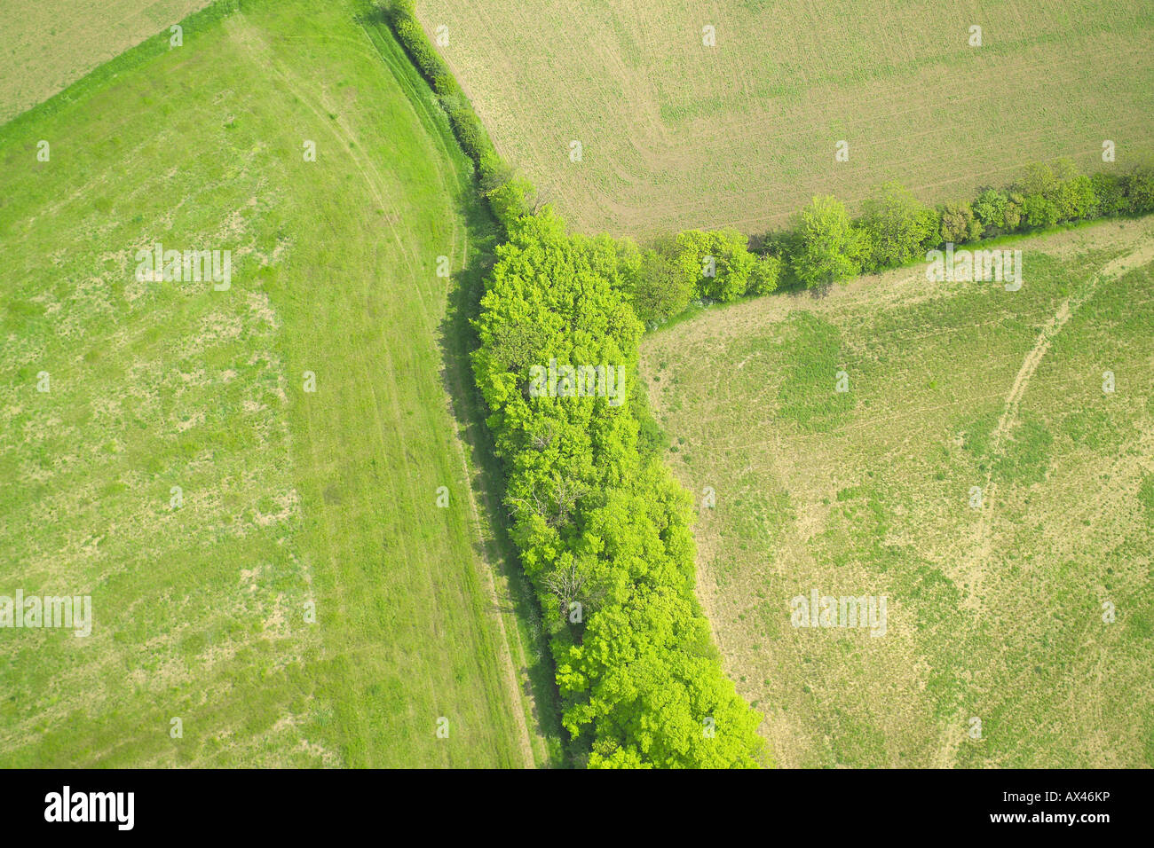 Aerial view of trees and hedgerows separating fields Stock Photo