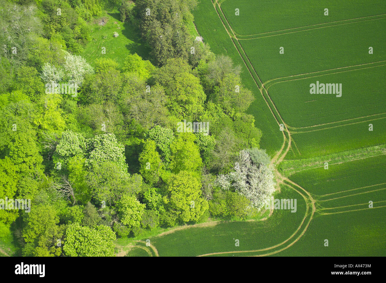 Aerial view of woodlands consisting of Deciduous and Coniferous Trees at the edge of a field Stock Photo