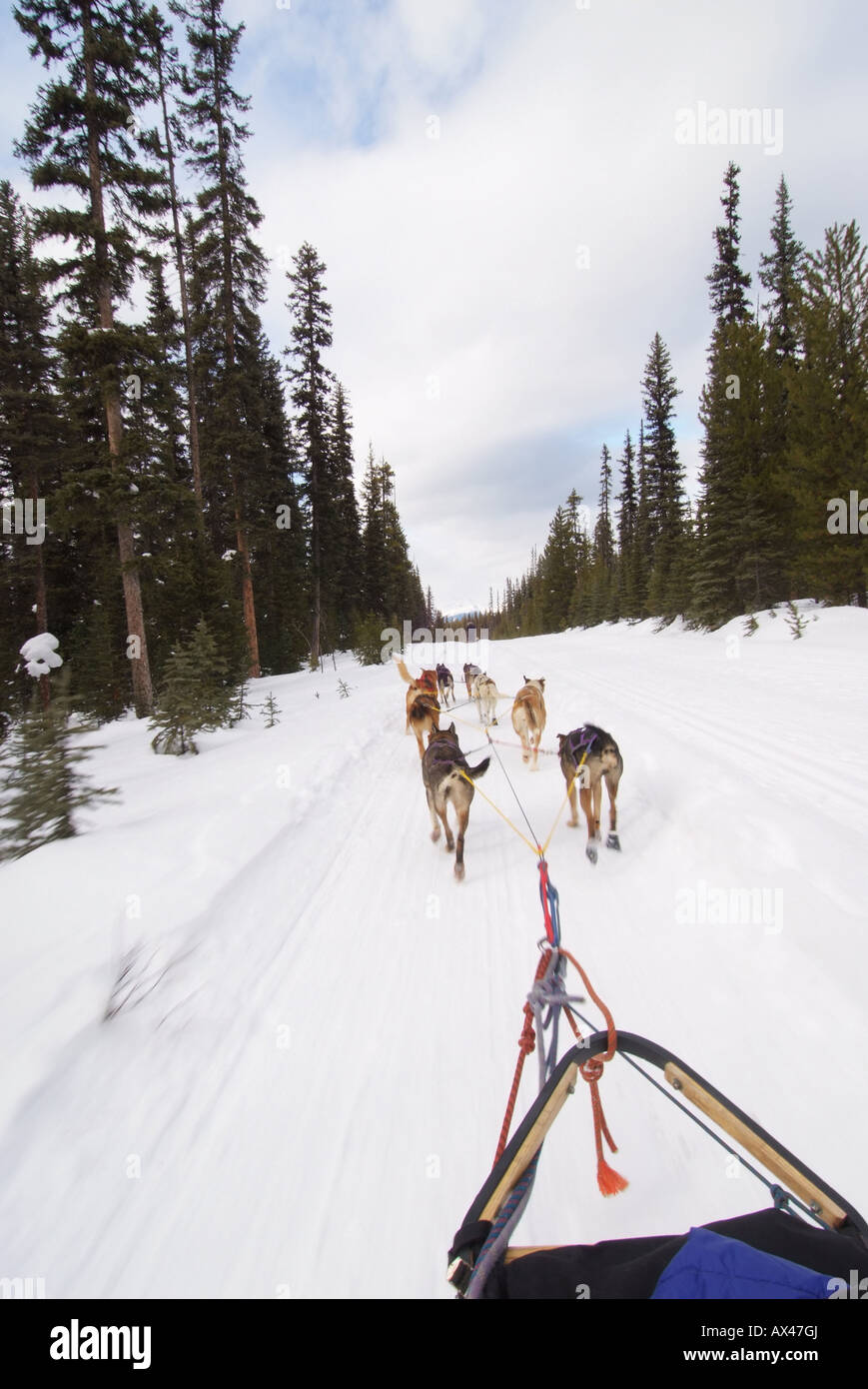 CANADA Alberta Banff Banff National Park Lake Louise Dog sledding rides