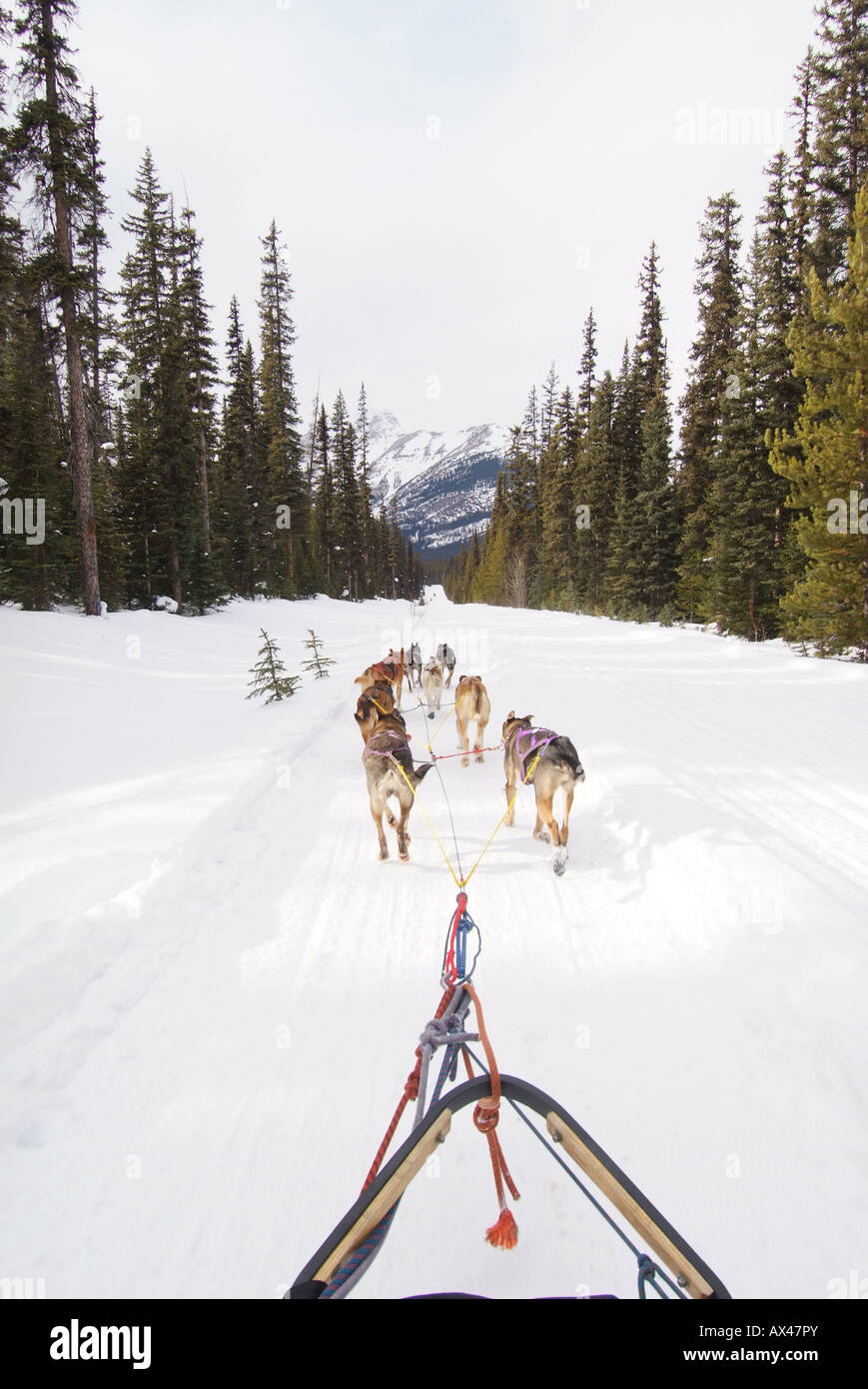 CANADA Alberta Banff Banff National Park Lake Louise Dog sledding rides