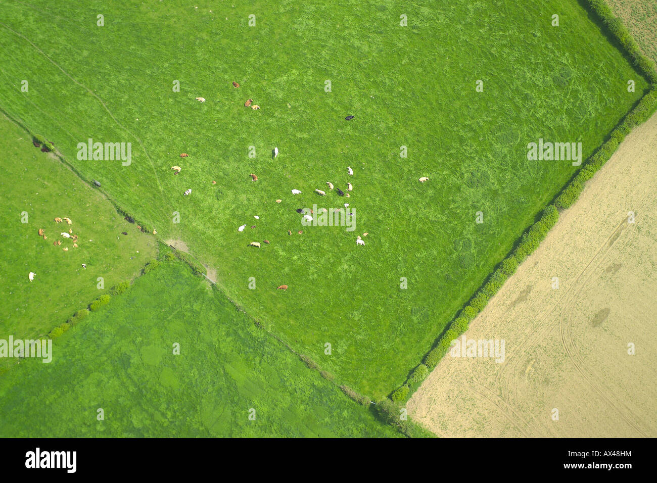 Aerial view of a herd of cows lying down in a field Stock Photo