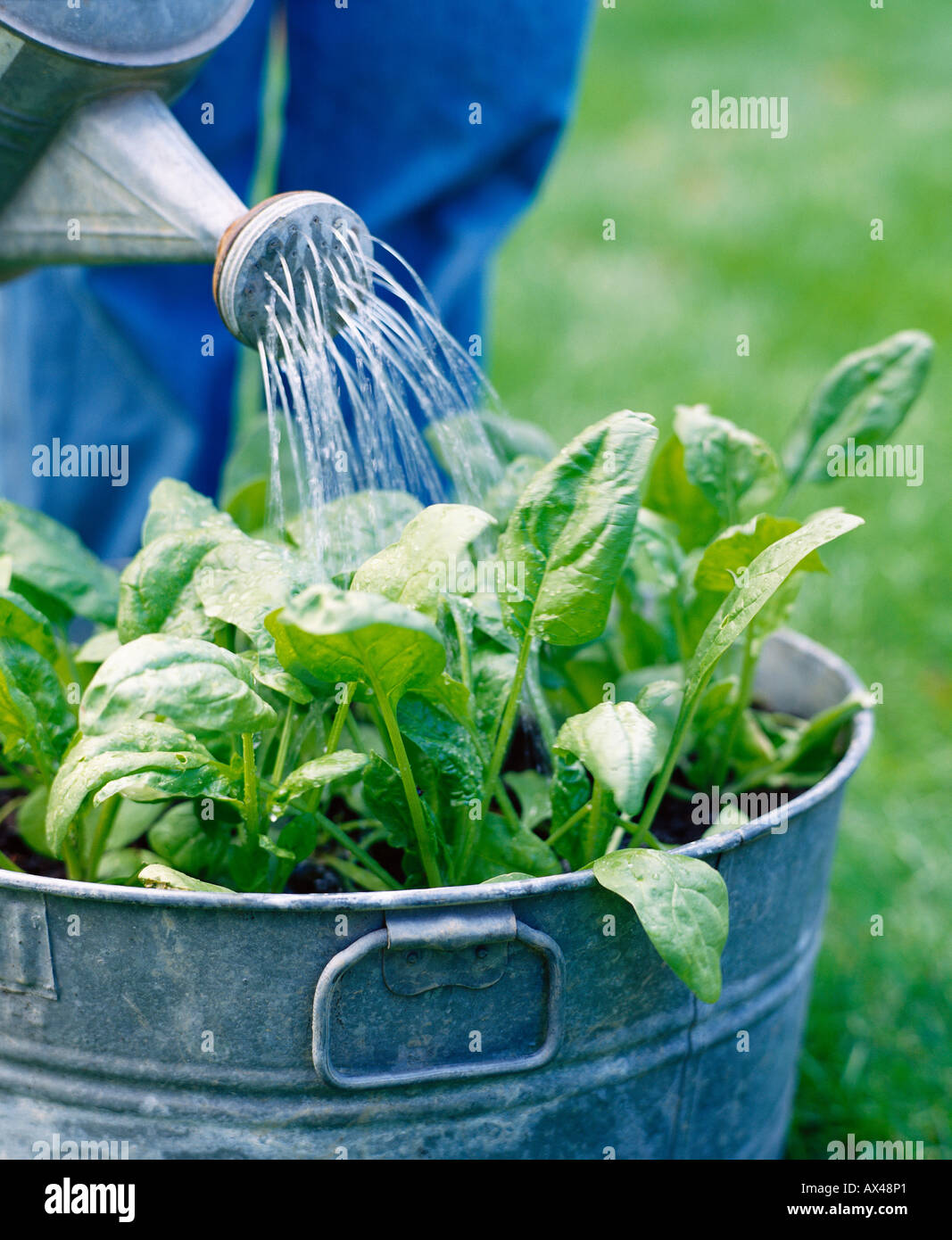 Watering Spinach Plant Stock Photo Alamy