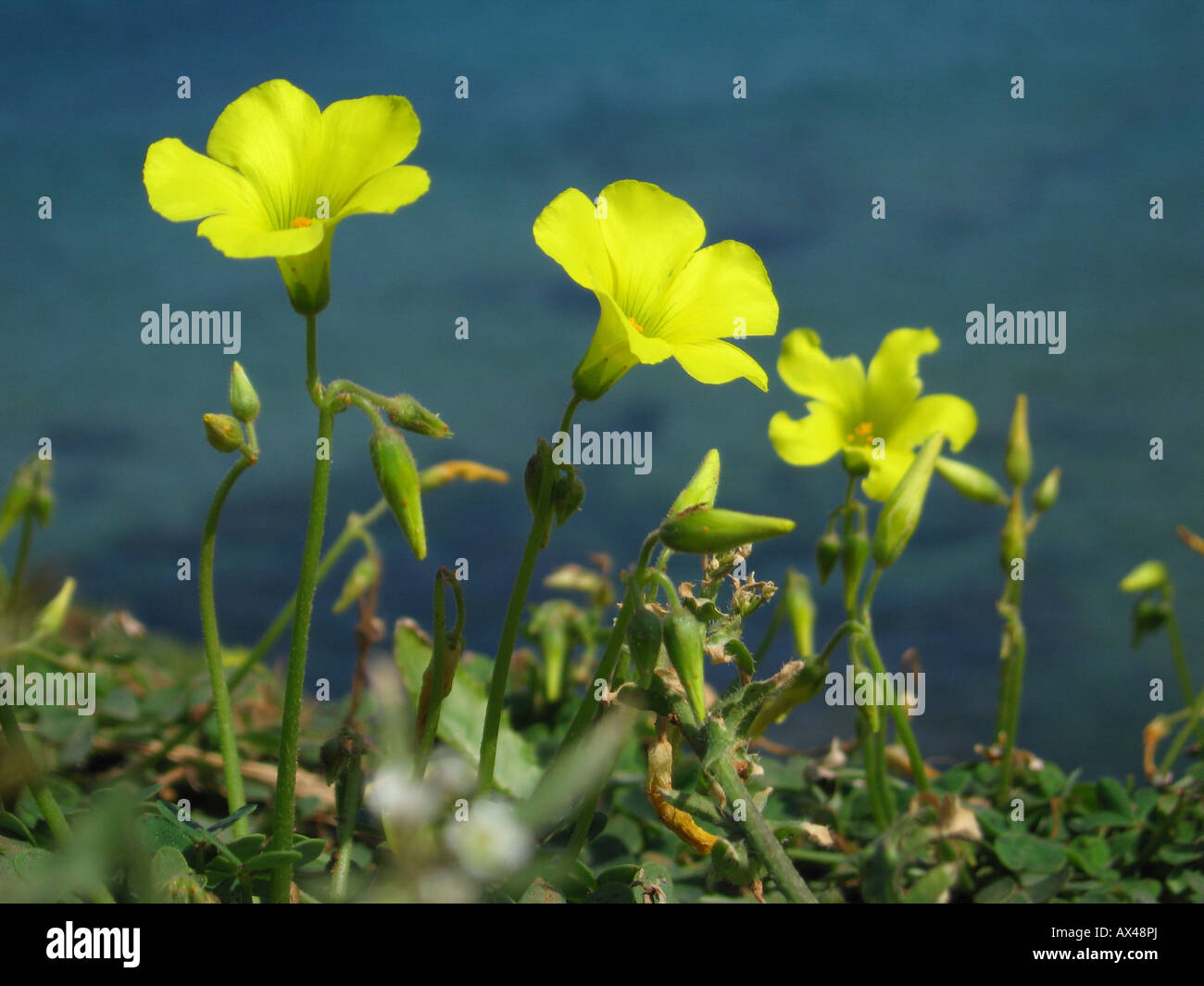 bermuda buttercup bermuda buttercup