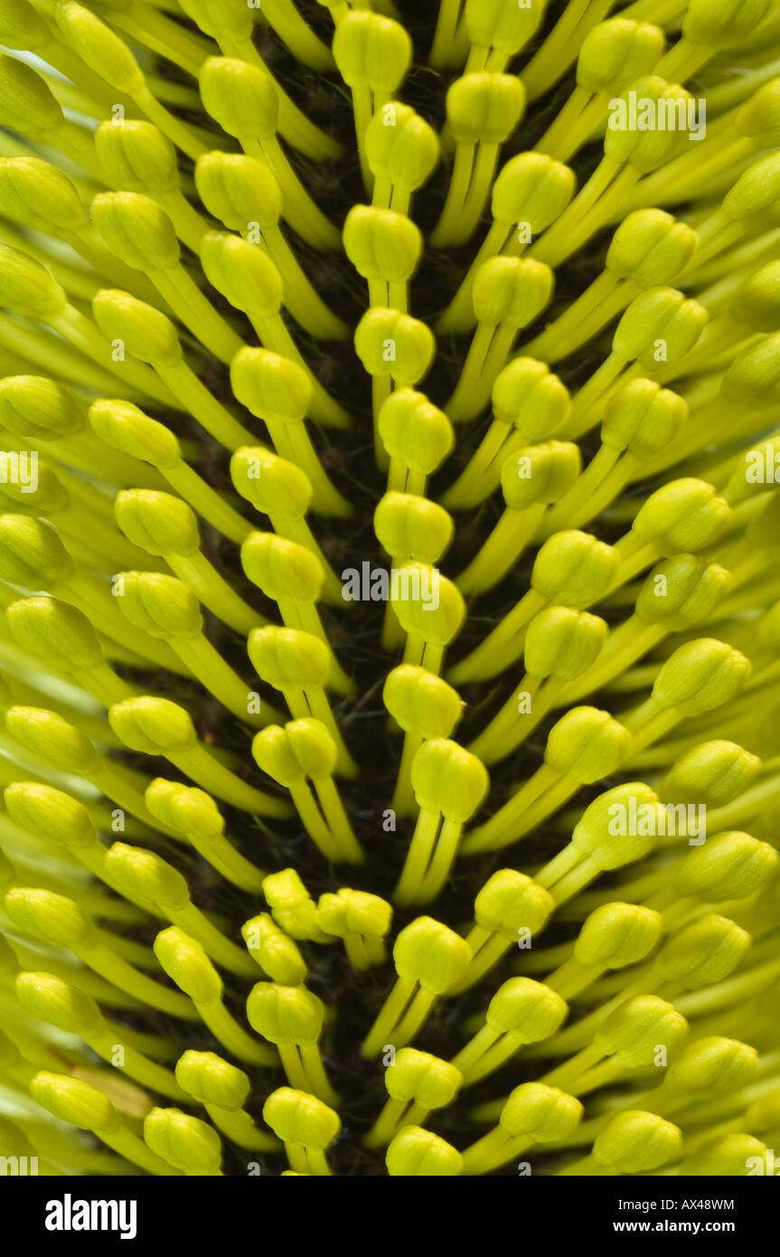 Slender Banksia (Banksia attenuata) inflorescence in bud, close-up, Fitzgerald River N.P., Western Australia Stock Photo