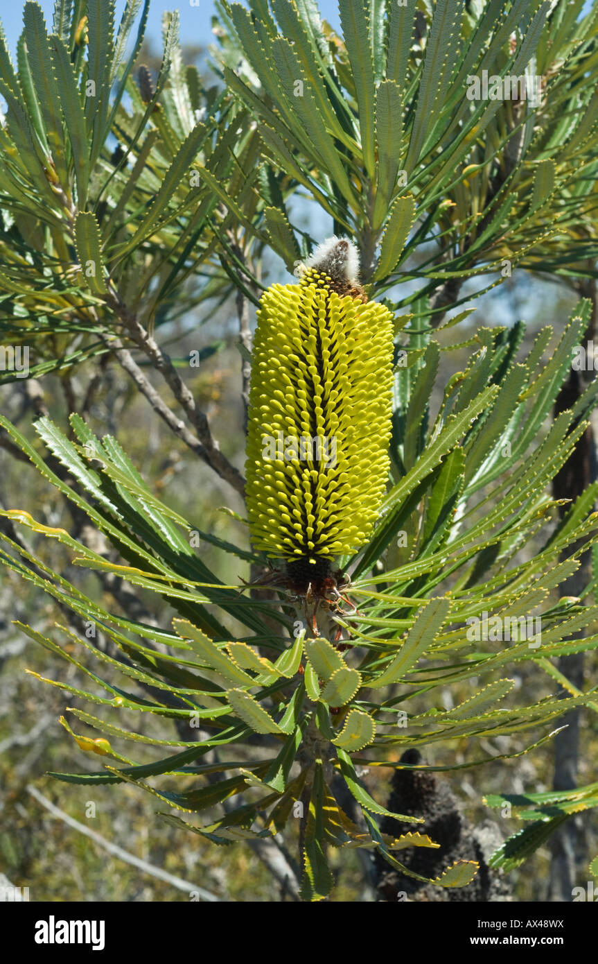 Slender Banksia (Banksia attenuata) inflorescence in bud, Fitzgerald River N.P., Western Australia Stock Photo