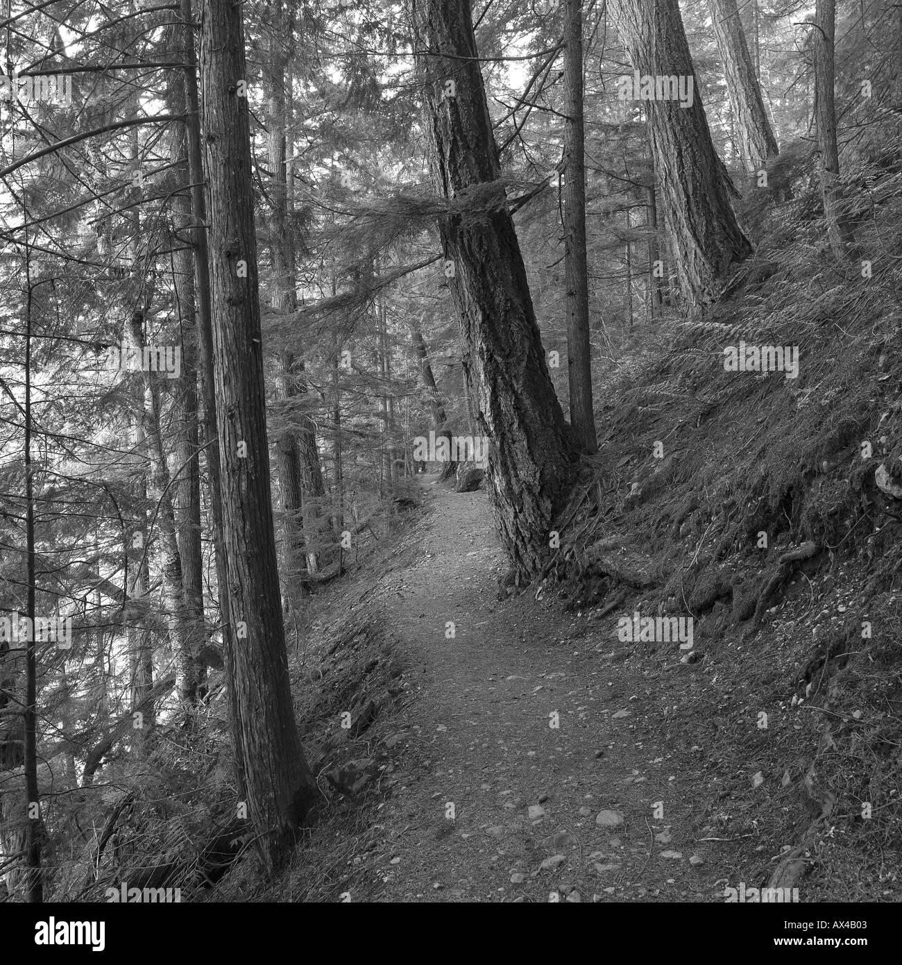 Canada tree path forest Black and White Stock Photos & Images - Alamy