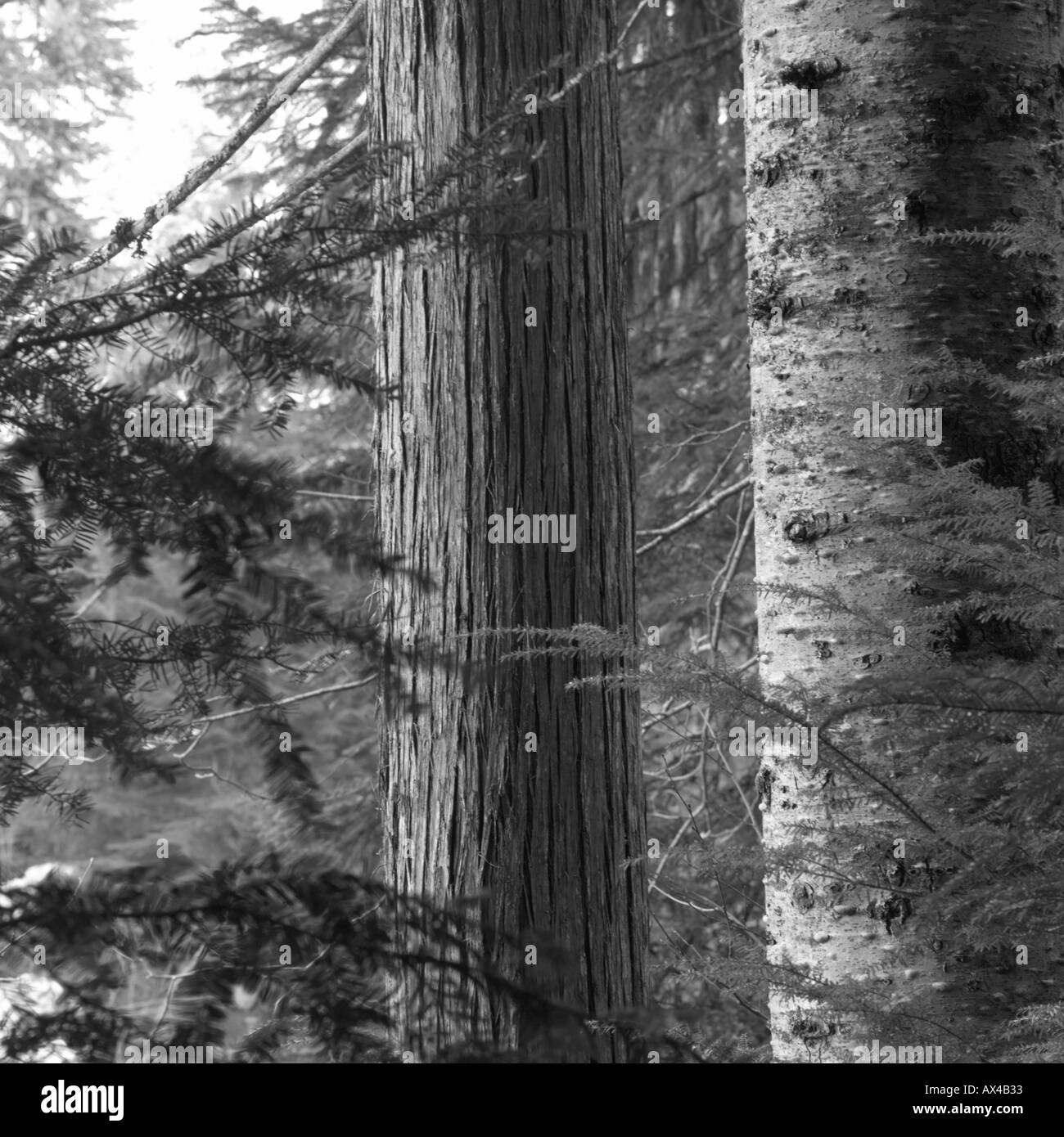 Trails hiking Black and White Stock Photos & Images - Alamy