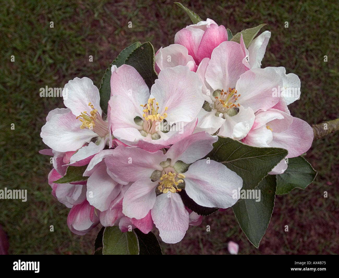 Do Apple Trees Attract Bees