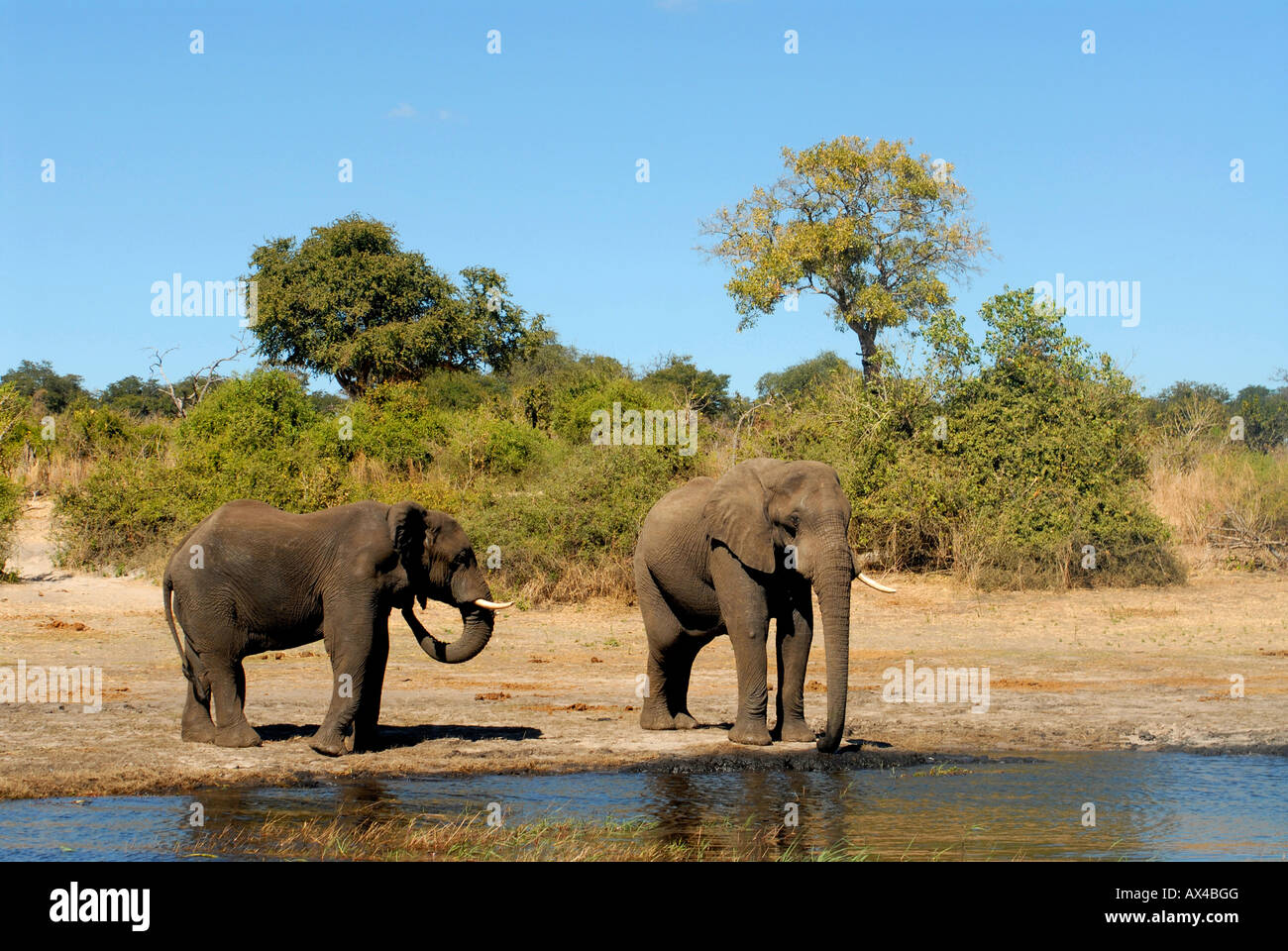 two elephants drinking in Chobe river Botswana Stock Photo